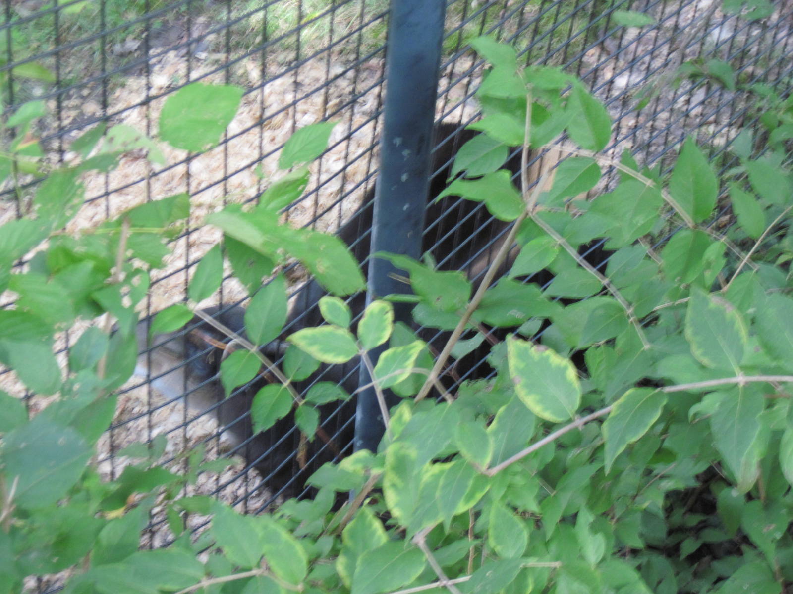 Africa-Yellow-backed Duiker