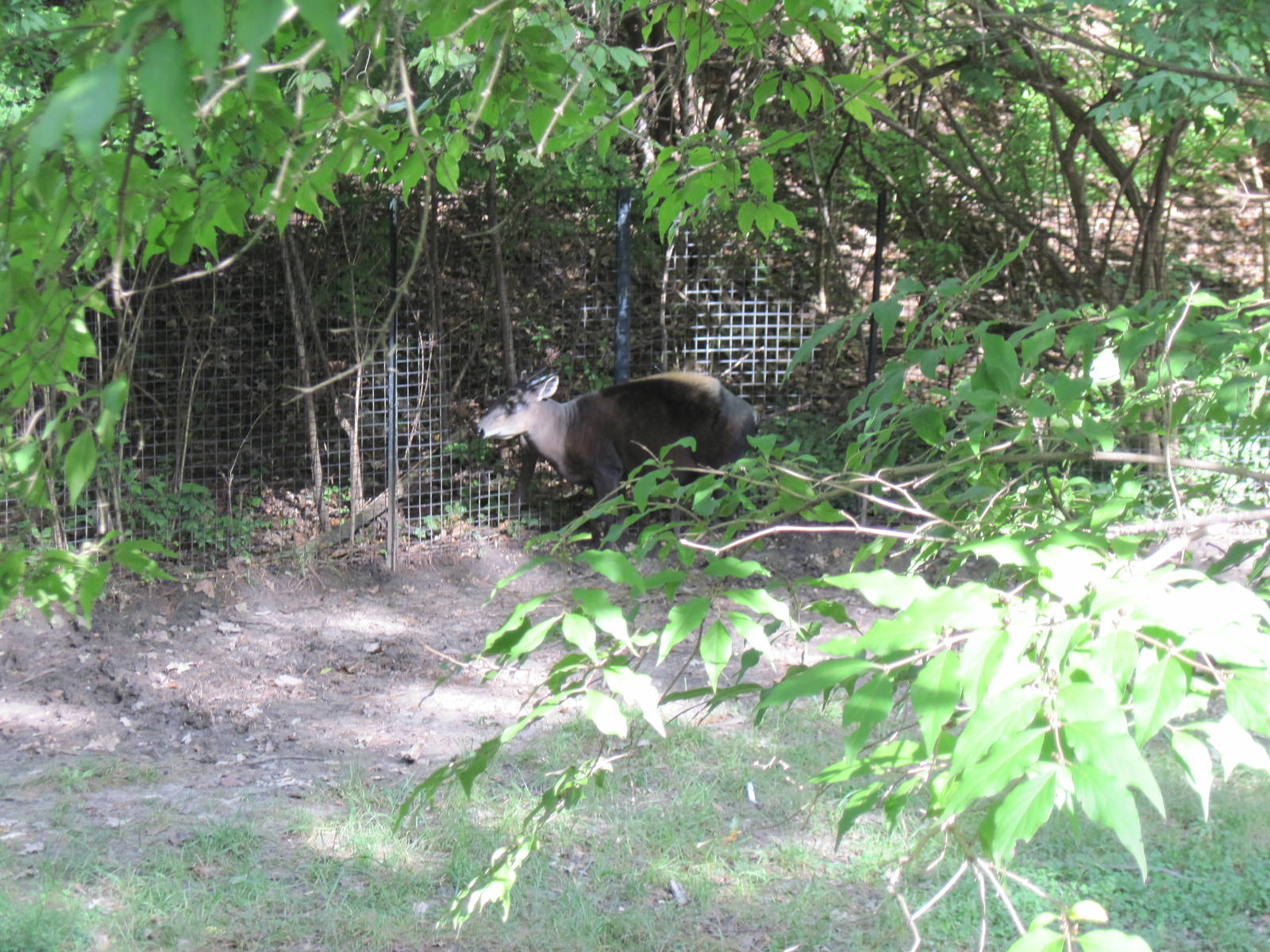 Africa-Yellow-backed Duiker