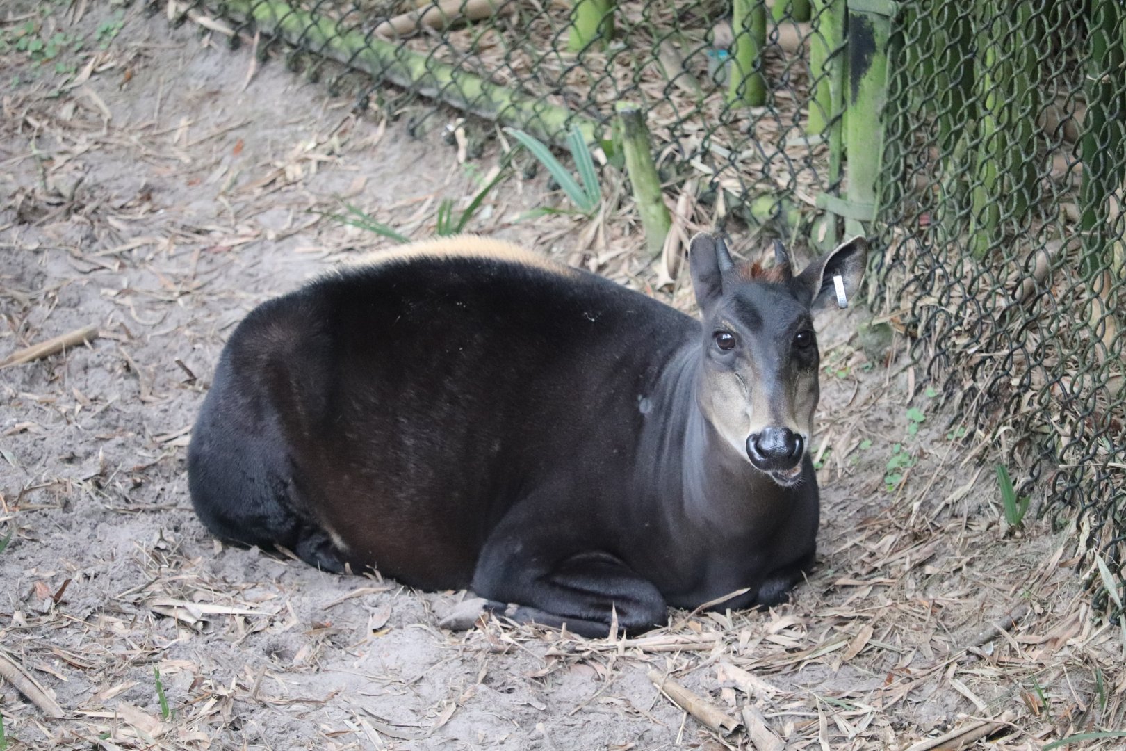 Africa - Yellow-Backed Duiker