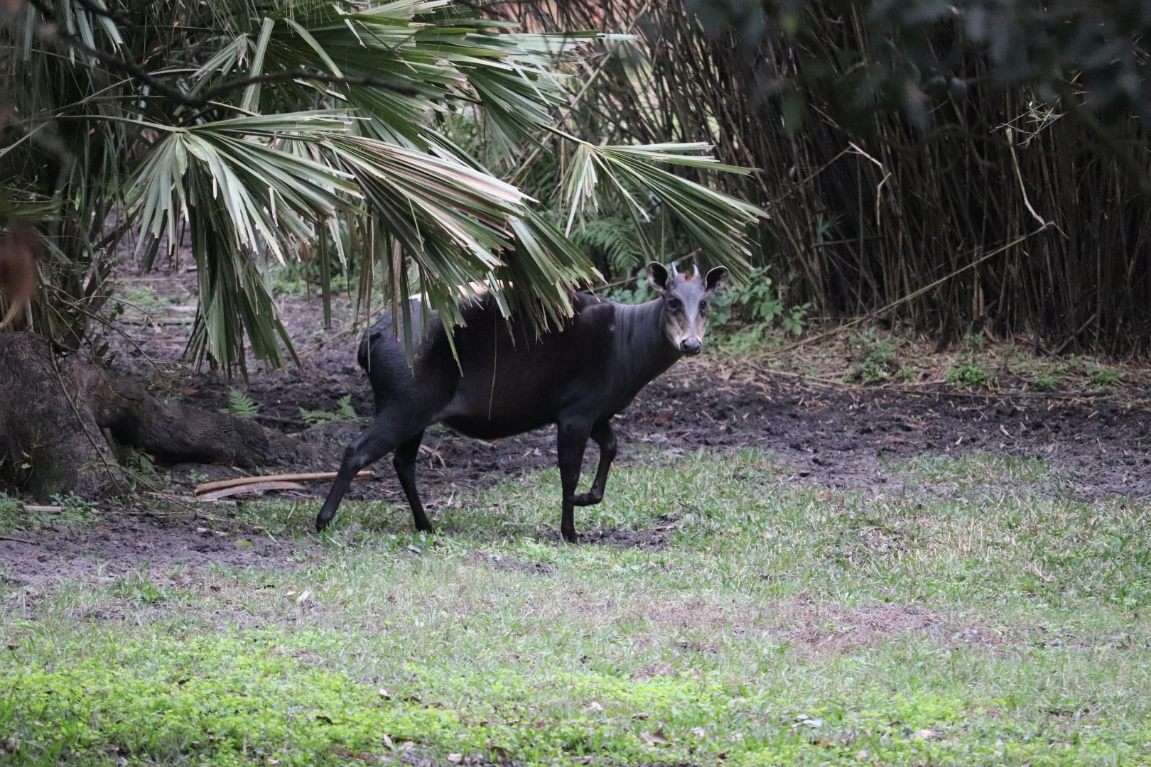 Africa - Yellow-Backed Duiker