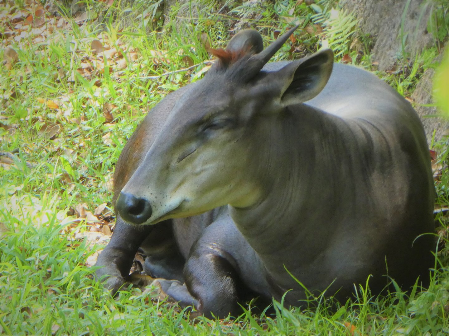 Africa - Yellow-backed Duiker