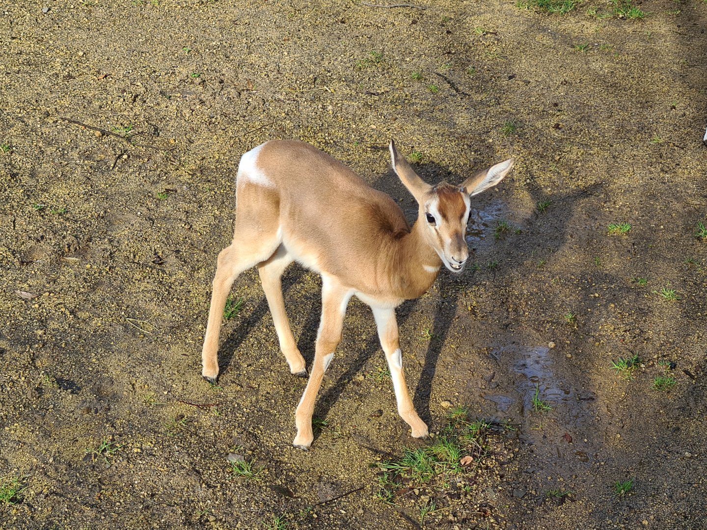 Africa - Young Addra gazelle