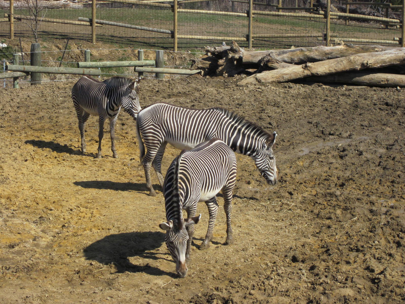 Africa-Zebra
