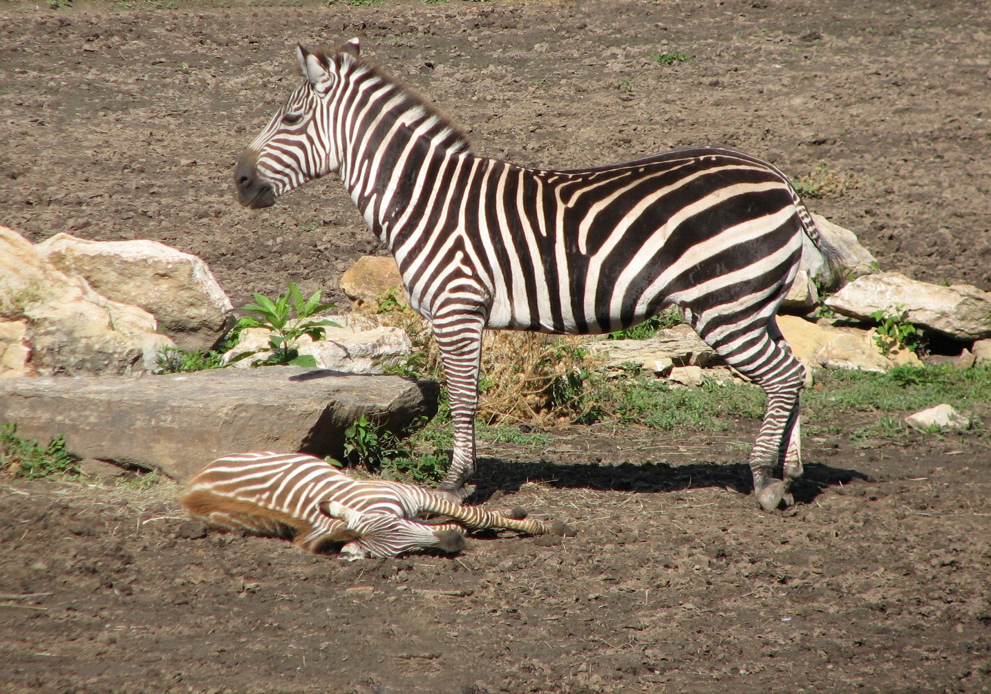 Africa - Zebra