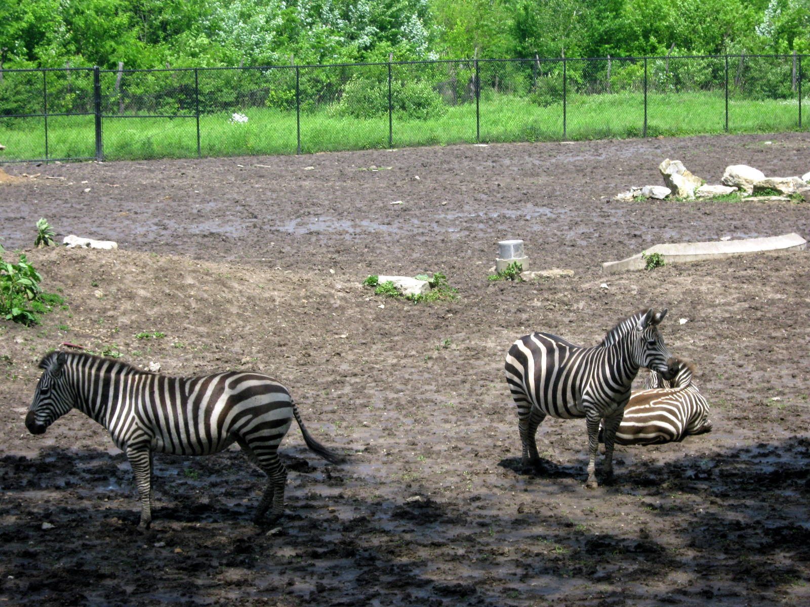 Africa-Zebras