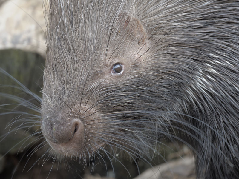 Africam crested porcupine