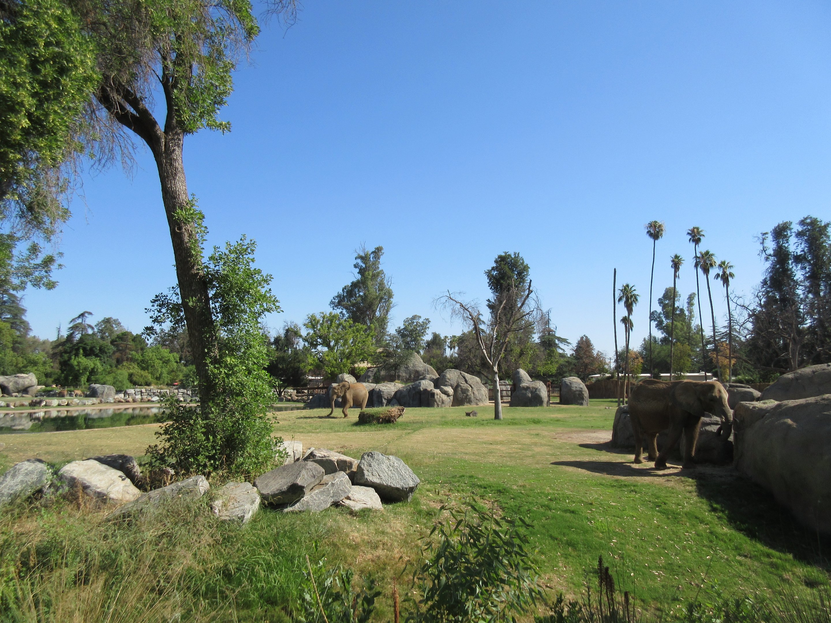 African Adventure - African Elephant  Exhibit