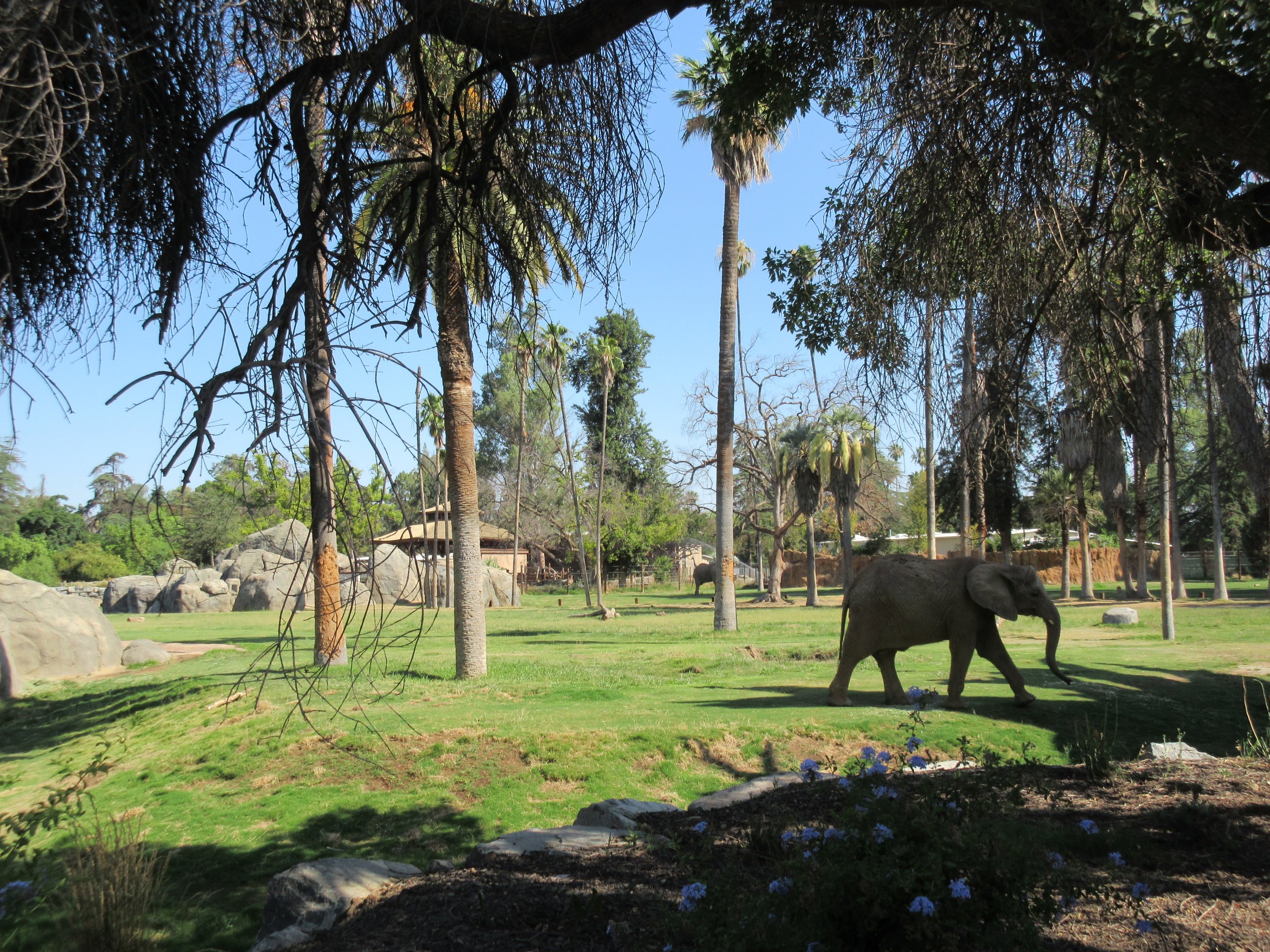 African Adventure - African Elephant  Exhibit