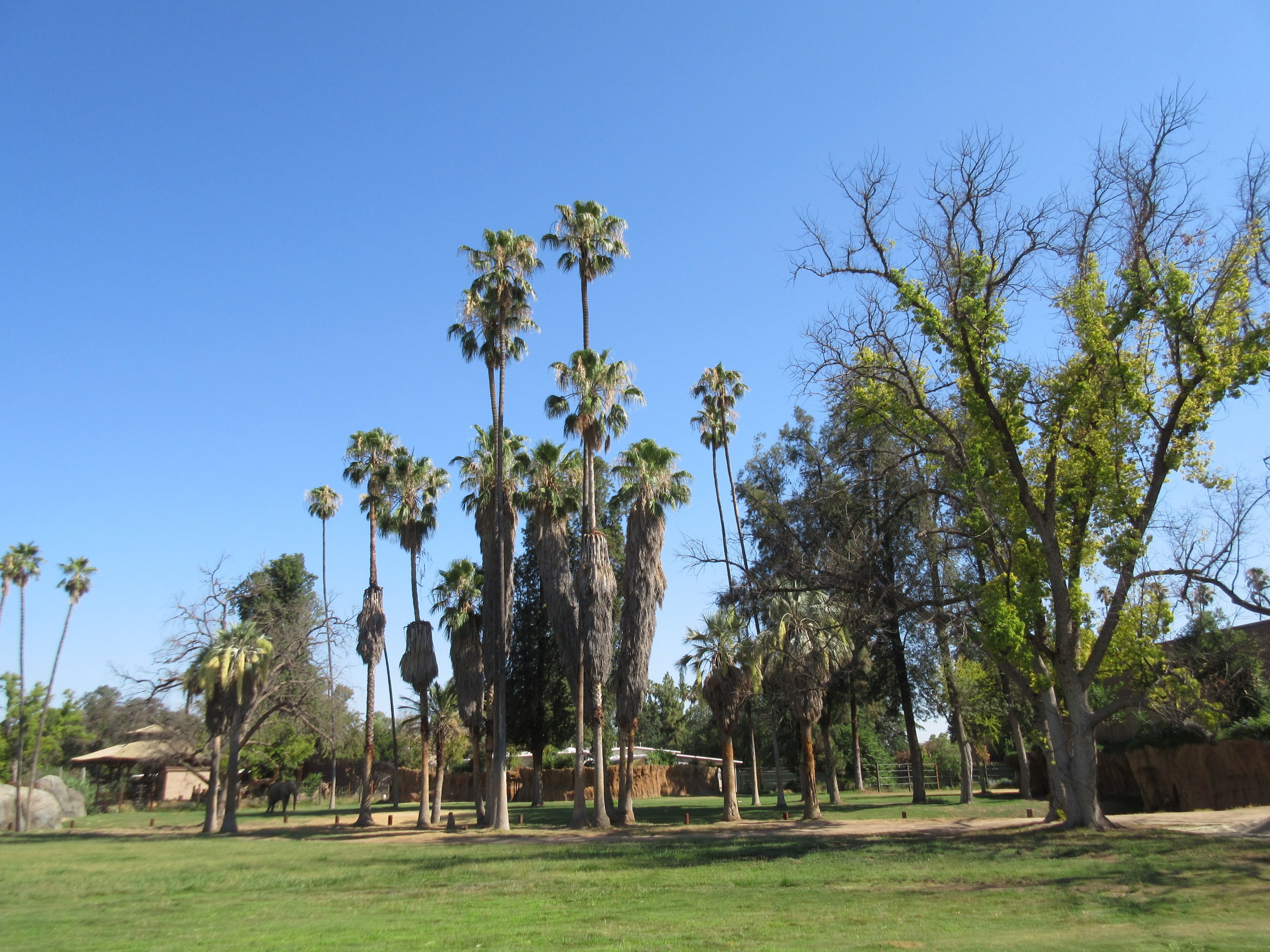 African Adventure - African Elephant  Exhibit