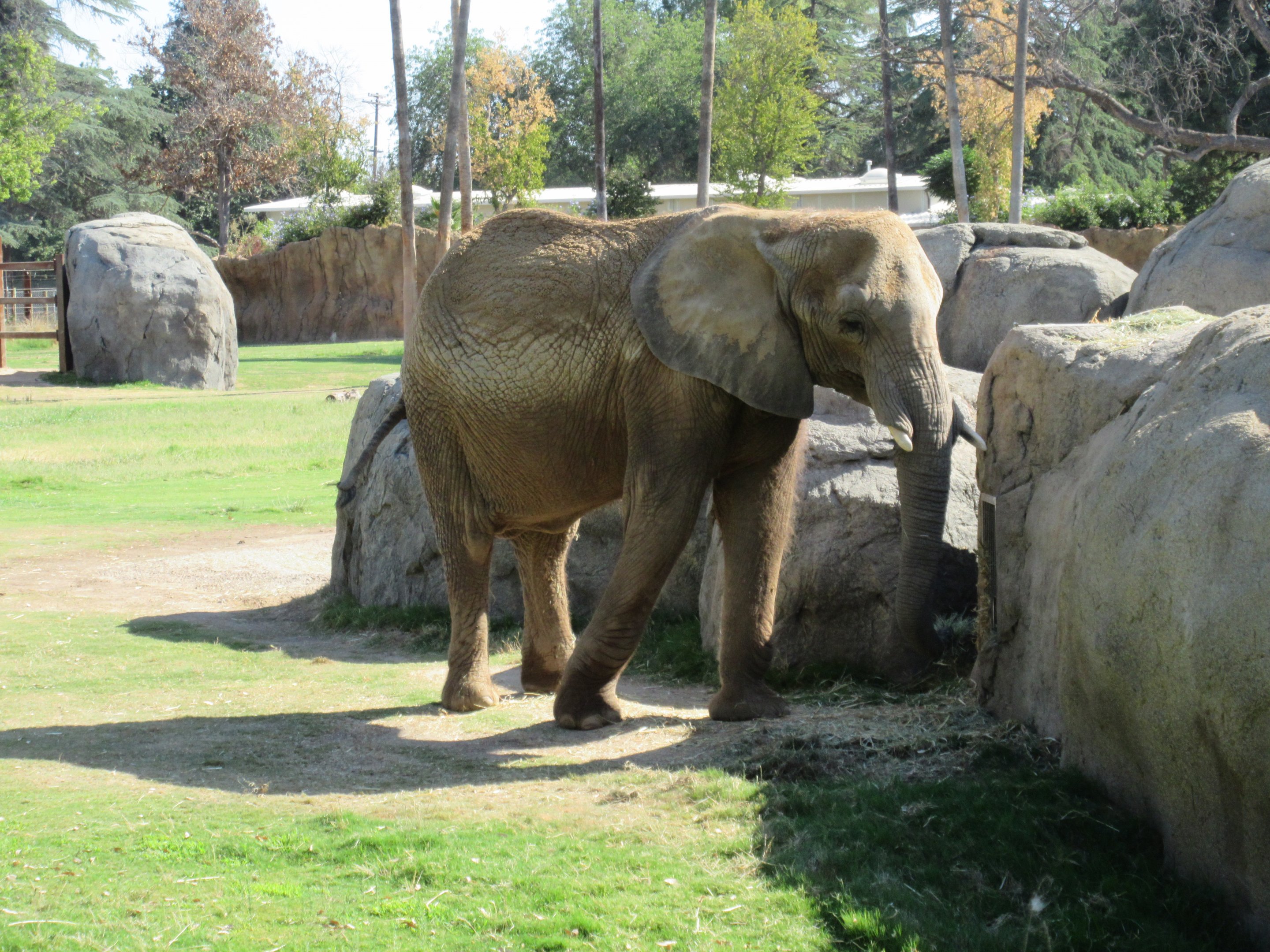 African Adventure - African Elephant