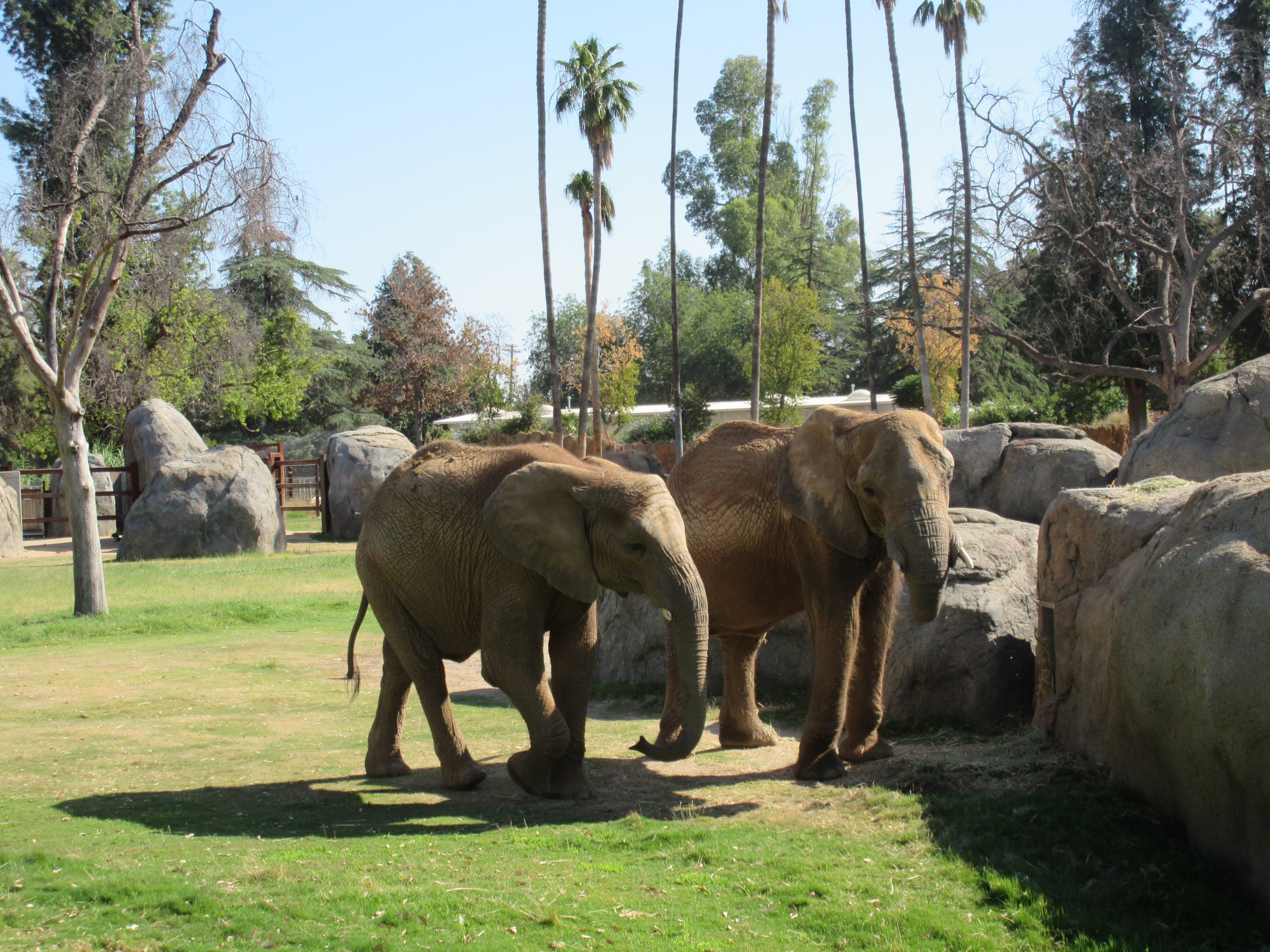 African Adventure - African Elephants