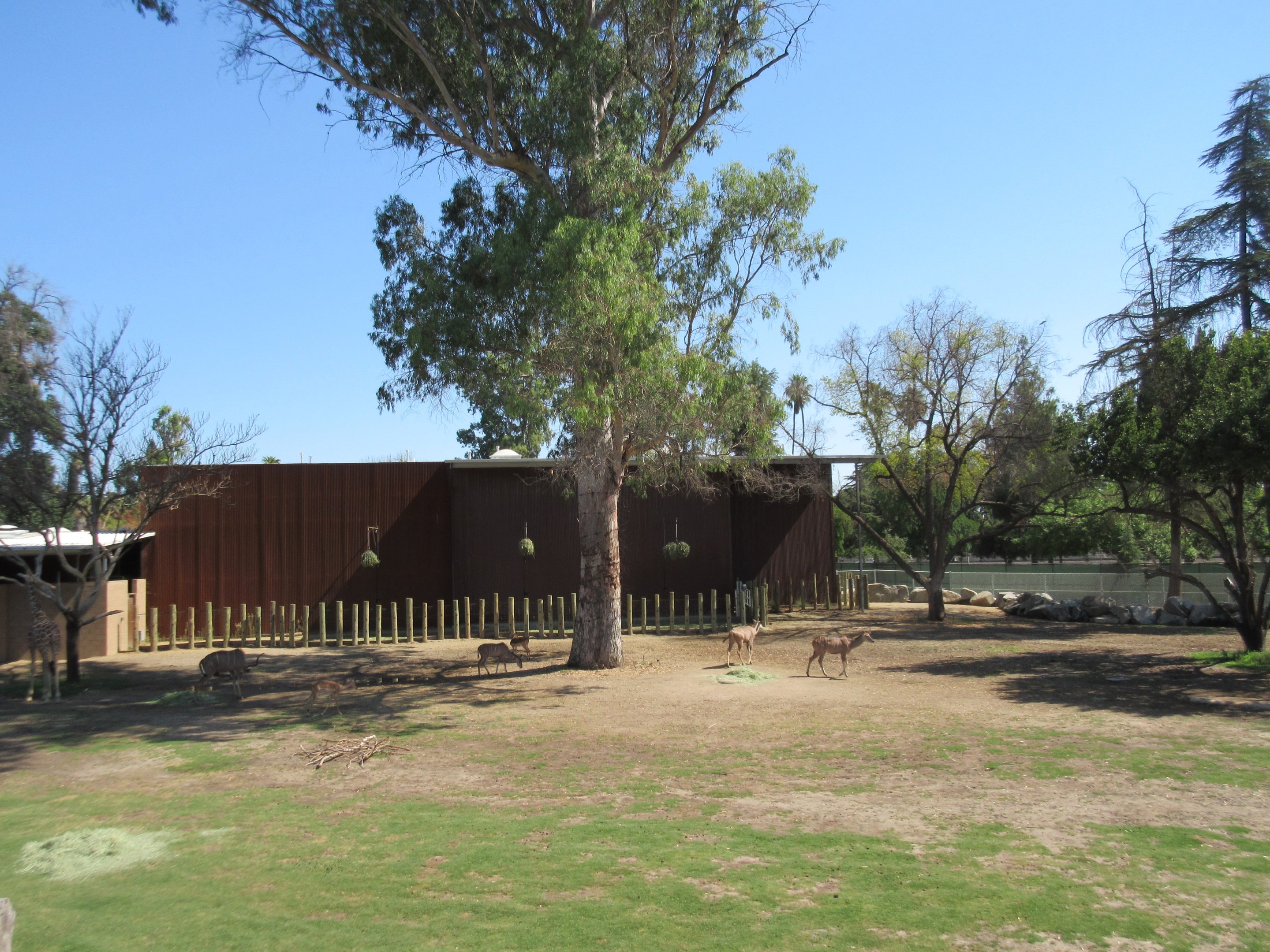 African Adventure - Giraffe Yard