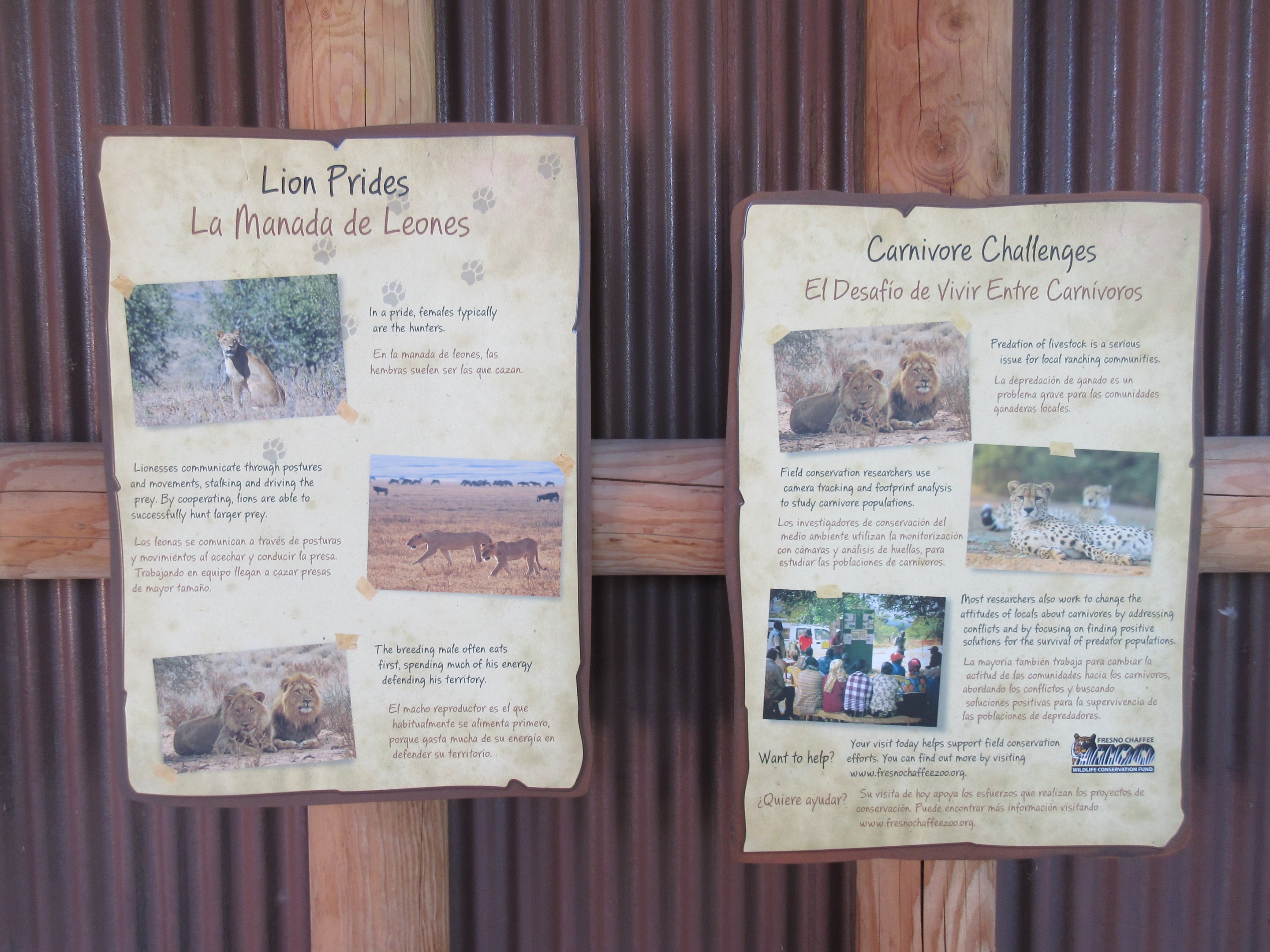 African Adventure - Lion Exhibit Signs