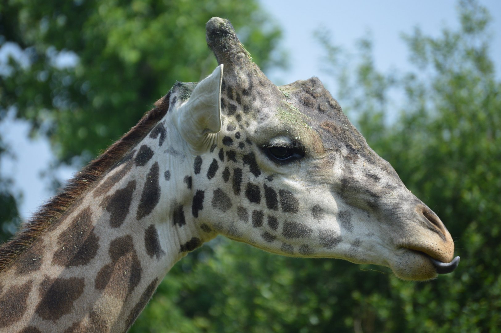 African Adventure - Maasai Giraffe (Giraffa tippelskirchi tippelskirchi)