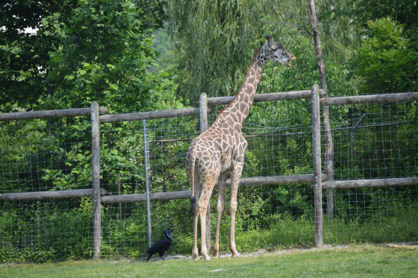 African Adventure - Maasai Giraffe (Giraffa tippelskirchi tippelskirchi)