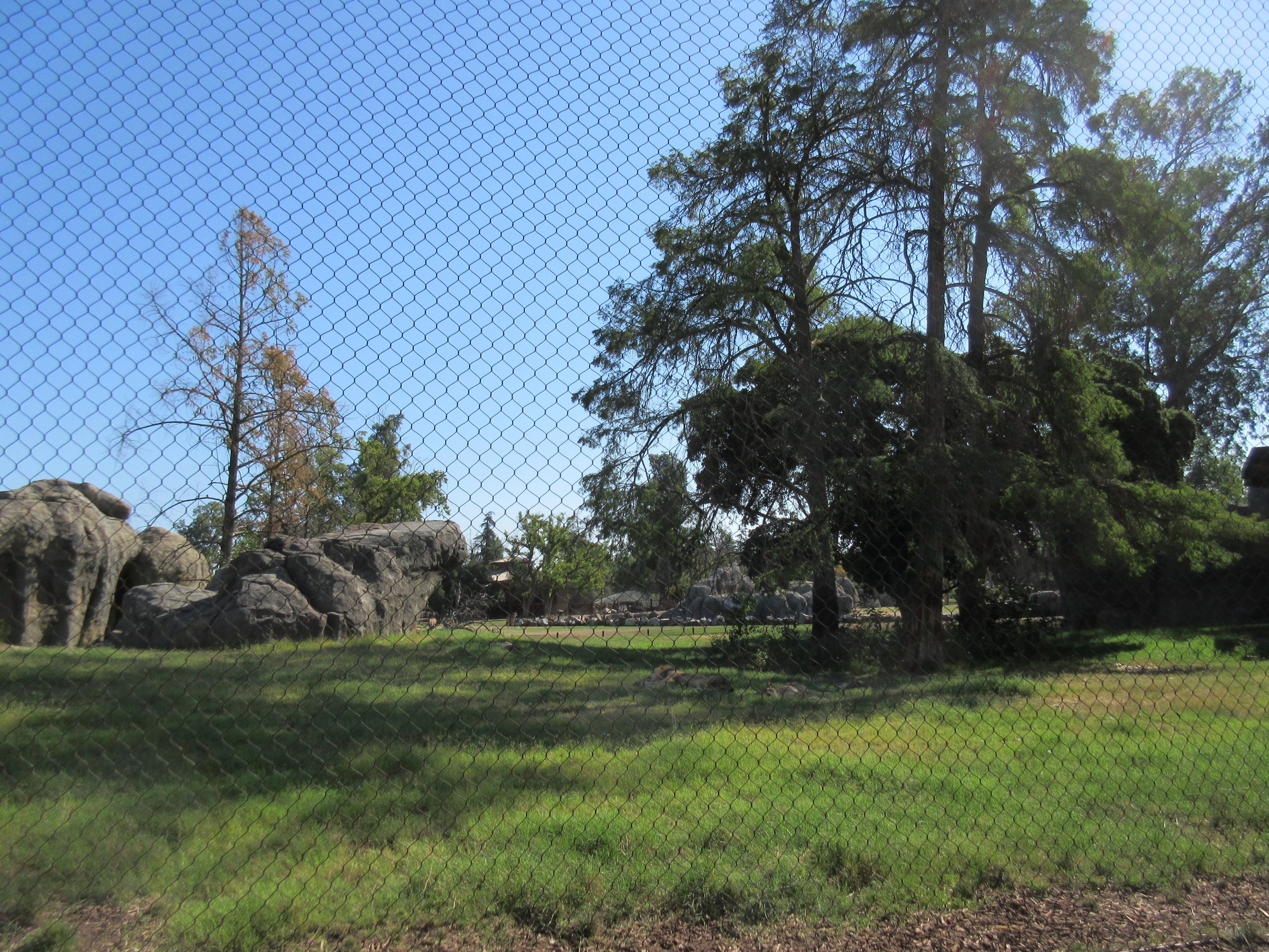 African Adventure - Outstanding Lion Exhibit