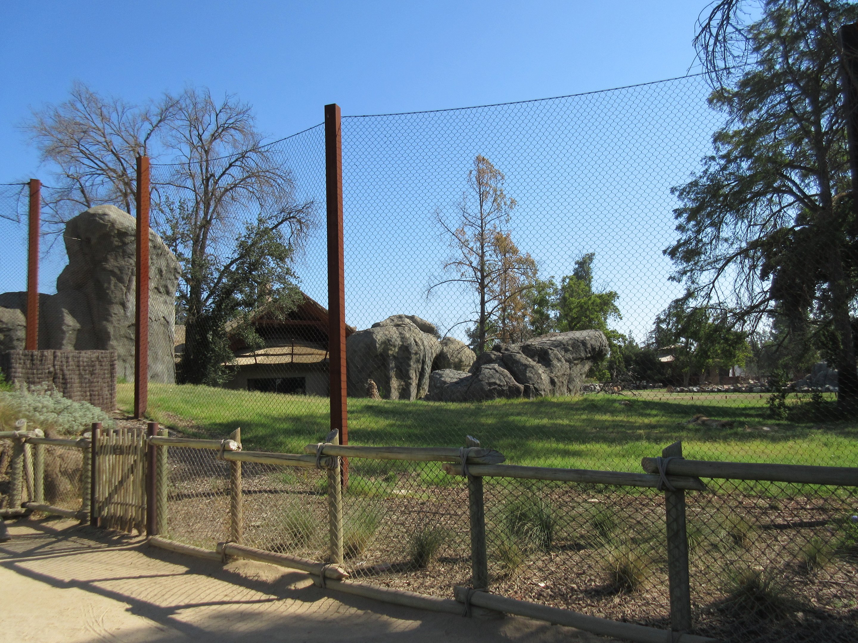 African Adventure - Outstanding Lion Exhibit