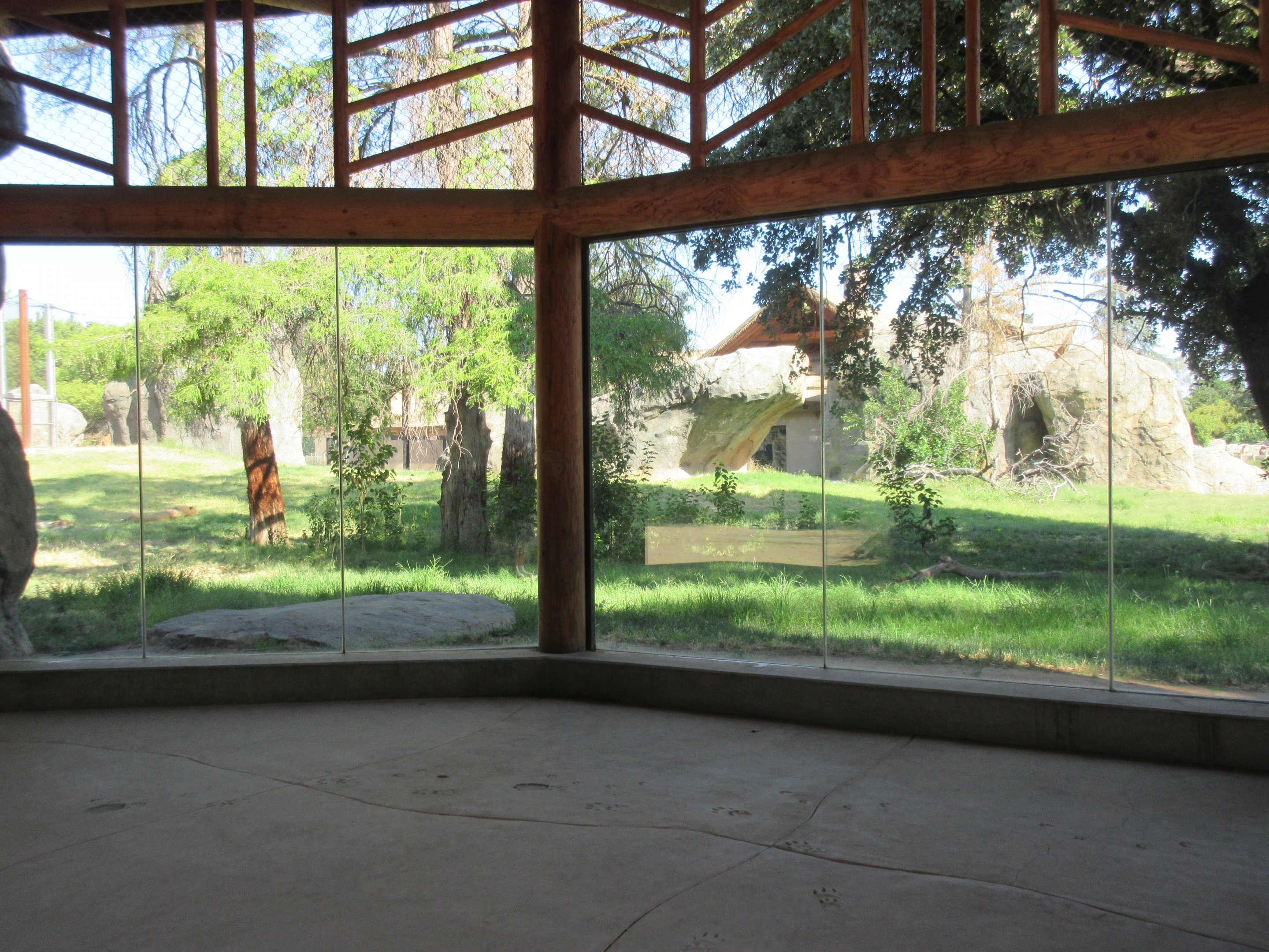 African Adventure - Outstanding Lion Exhibit