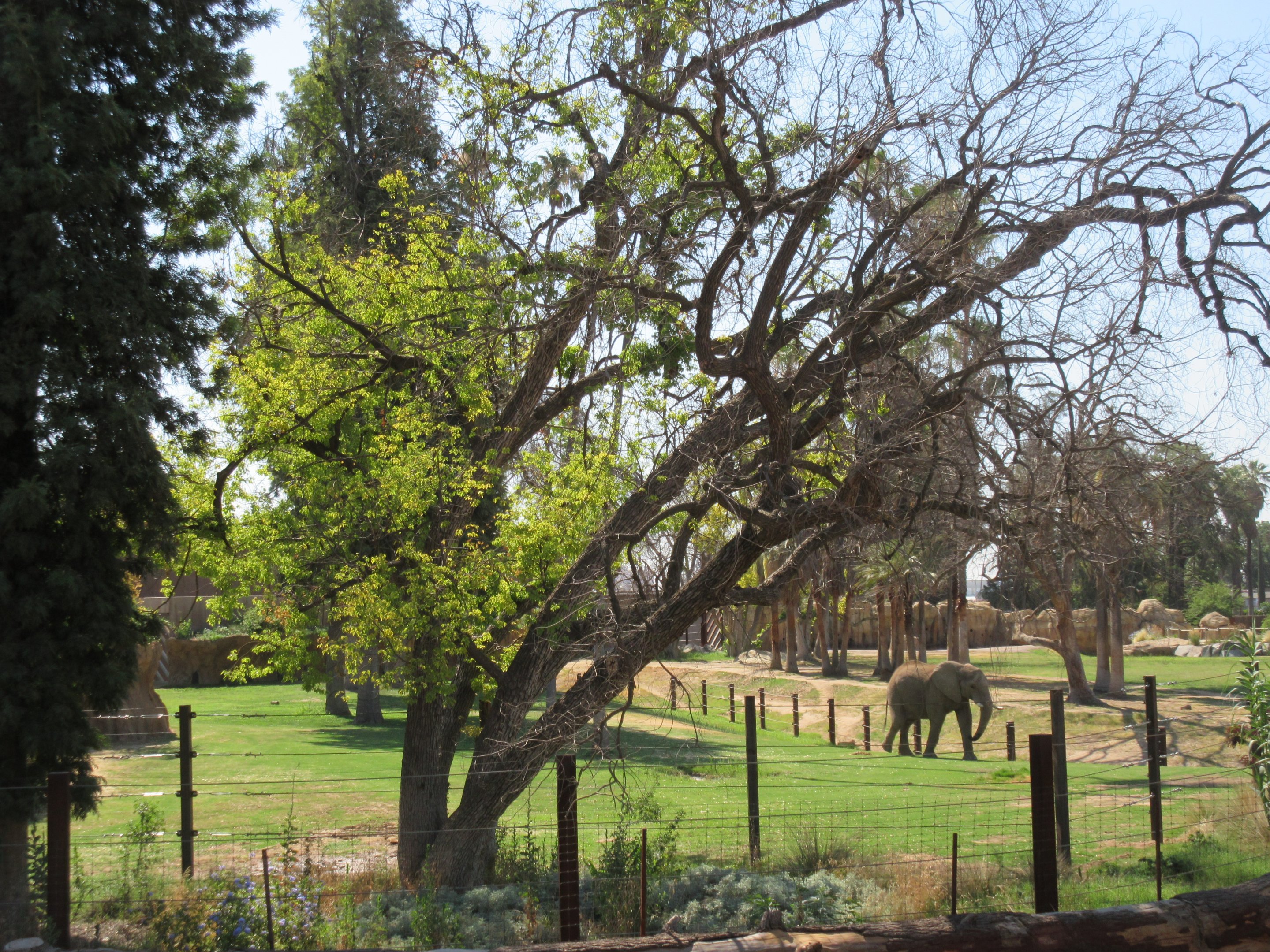 African Adventure - Second African Elephant Exhibit
