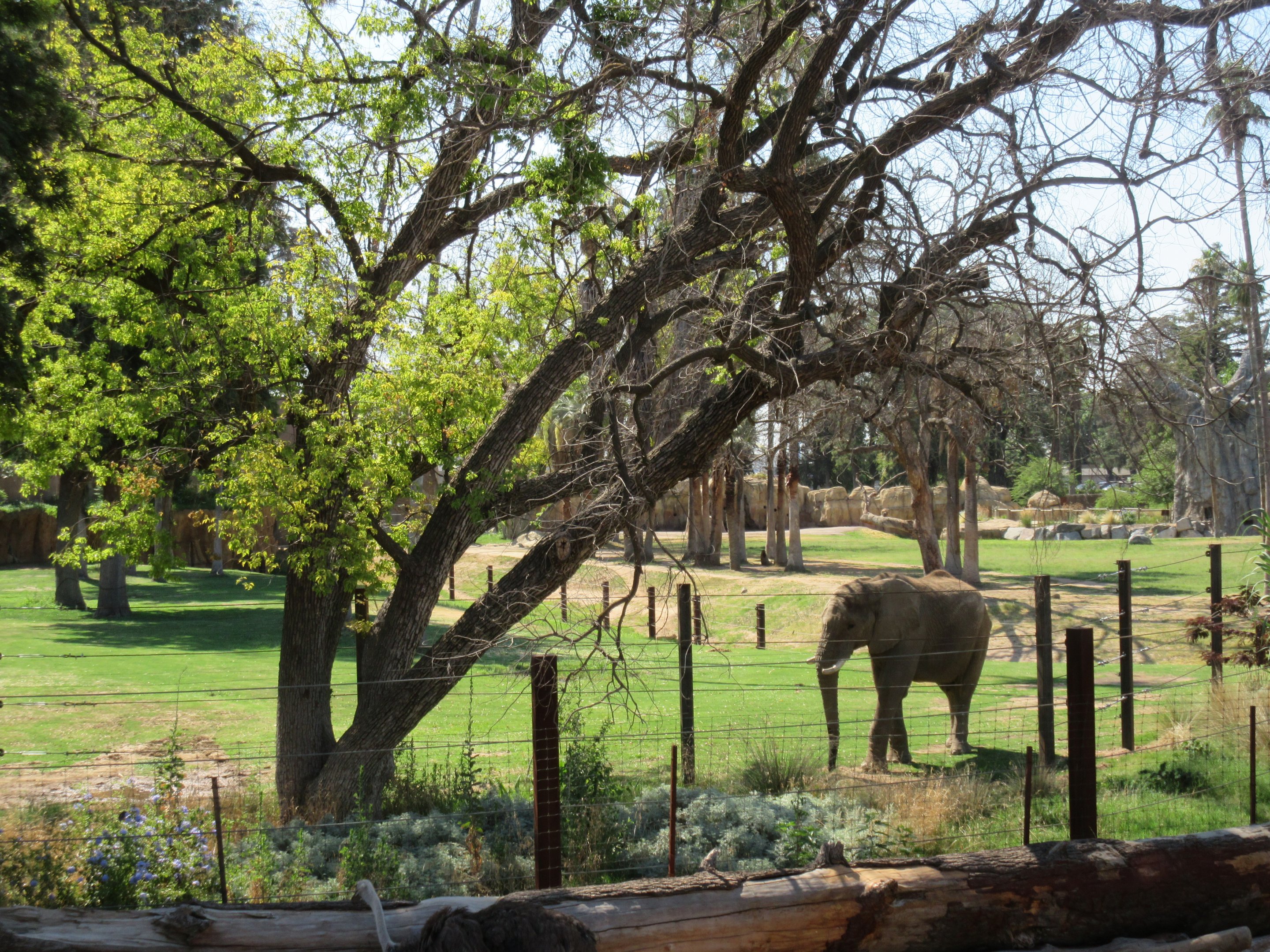 African Adventure - Second African Elephant Exhibit