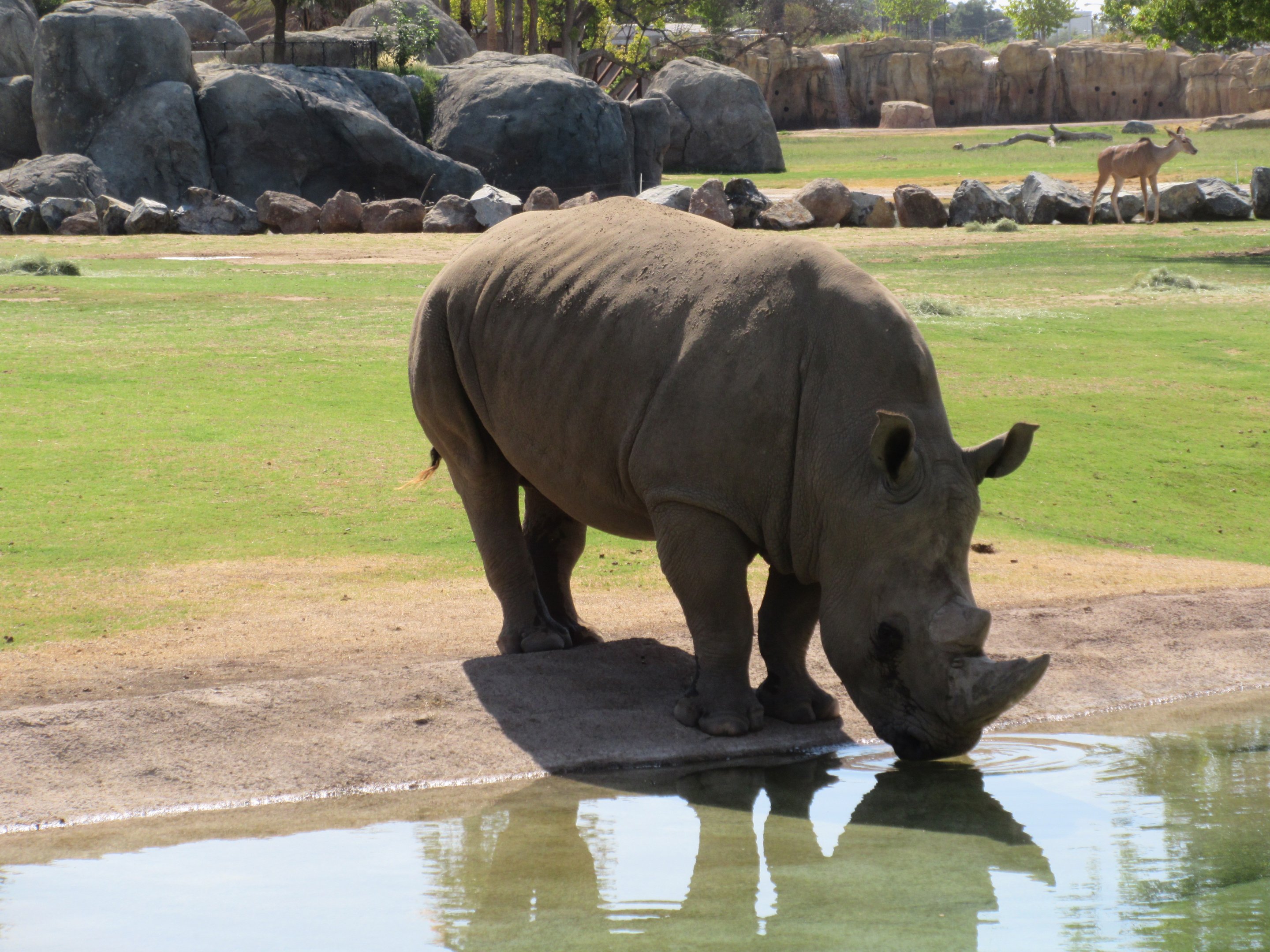 African Adventure - Southern White Rhino
