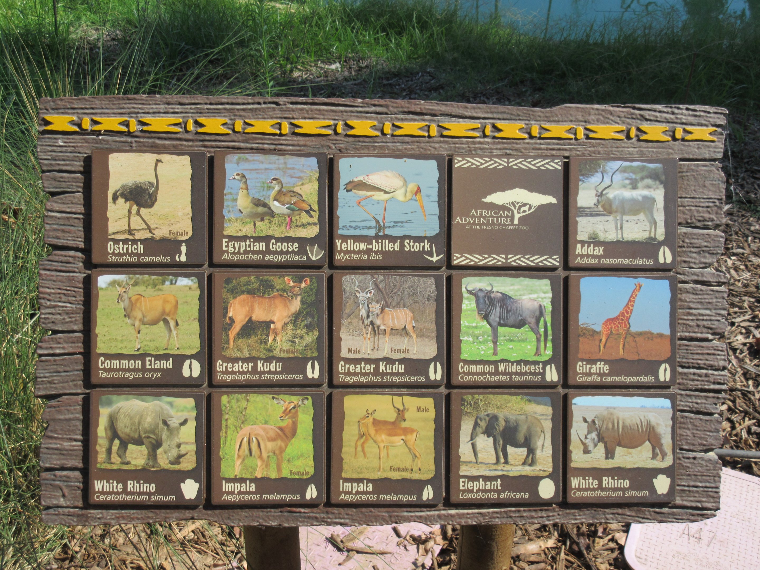 African Adventure - Species List Sign