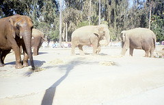 African and Asian elephants 1991
