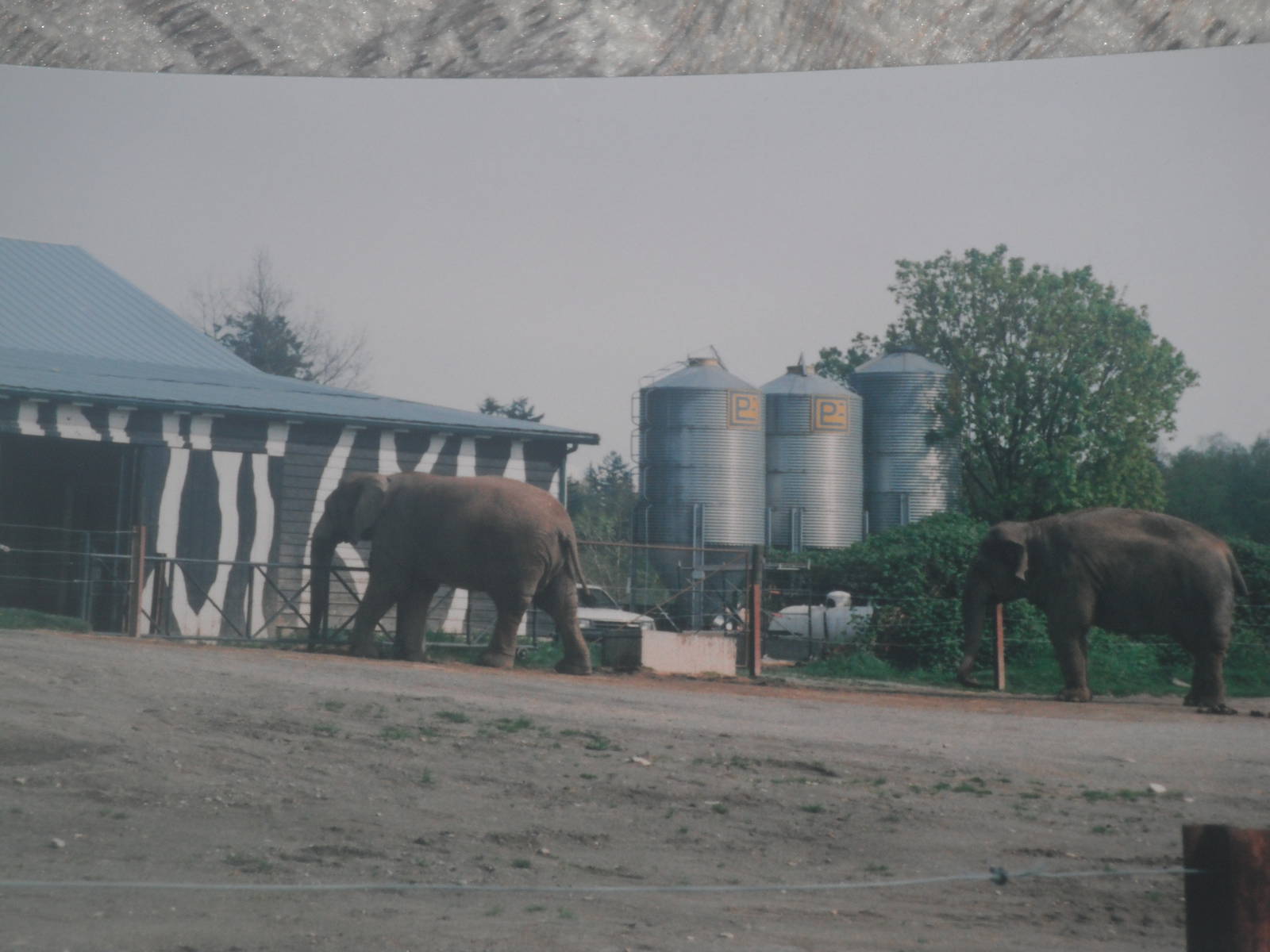 African and Asian elephants.