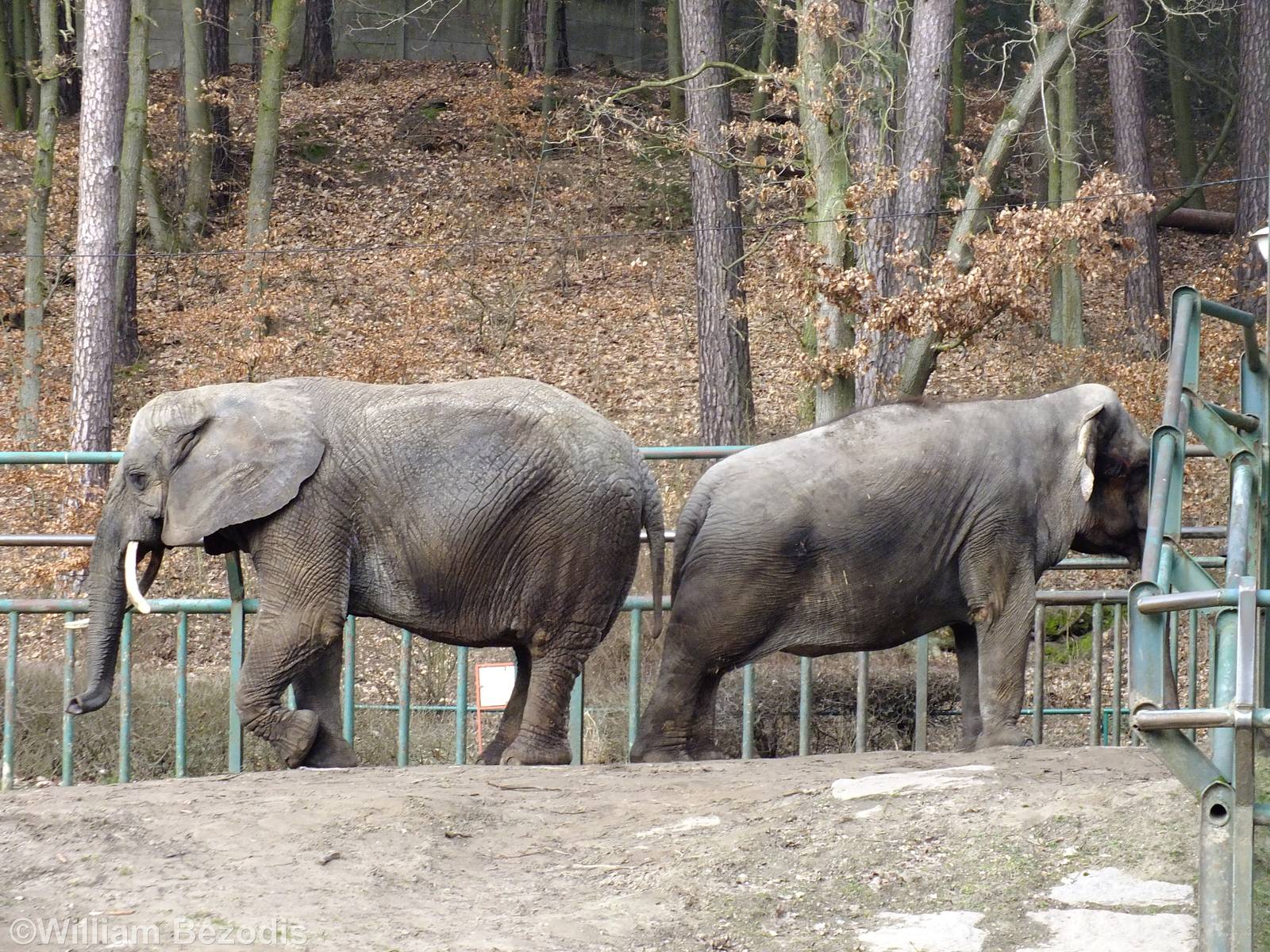 African and Asian Elephants