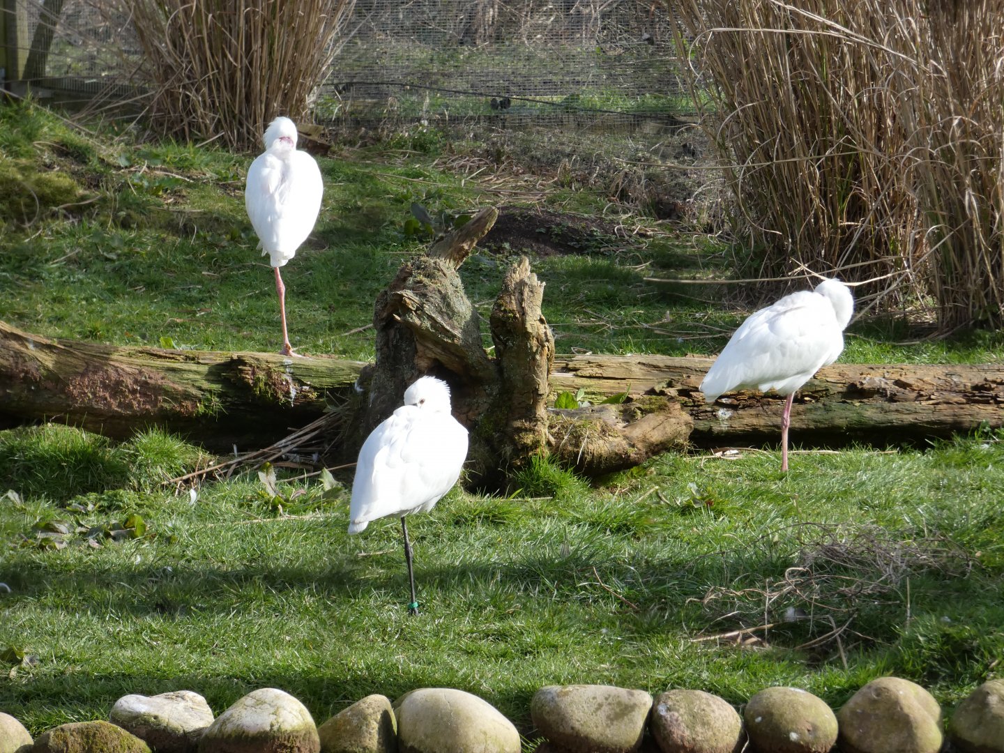African and Eurasian spoonbills