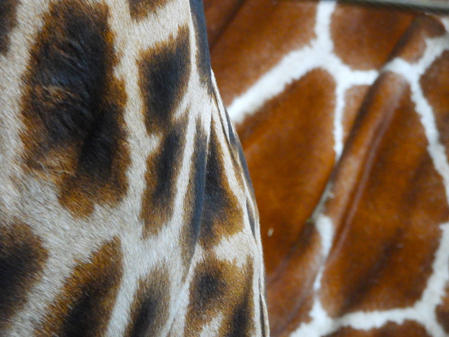 African and Reticulated Giraffe patterns- 9th February 2024