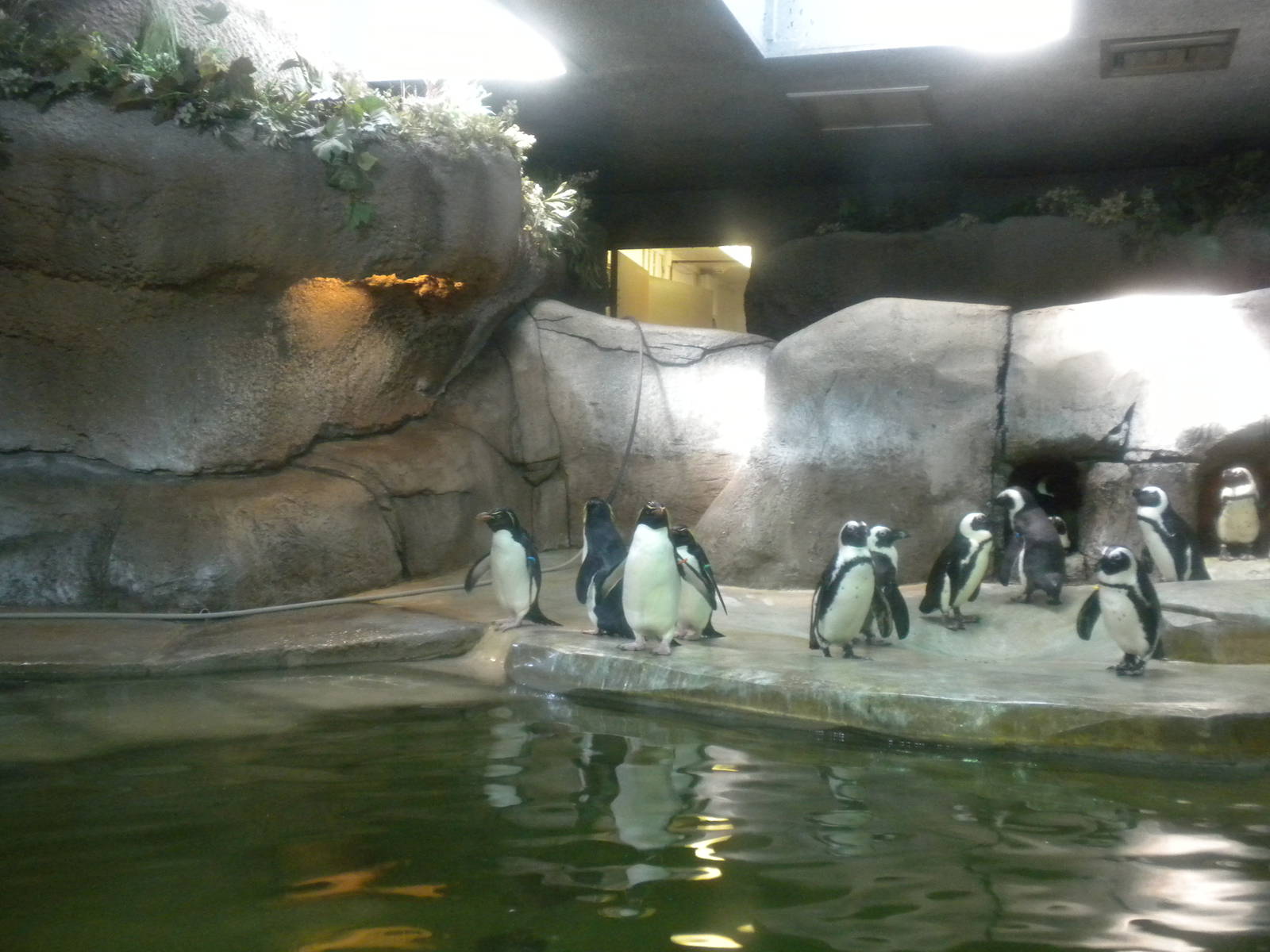 African and Rockhopper Penguins