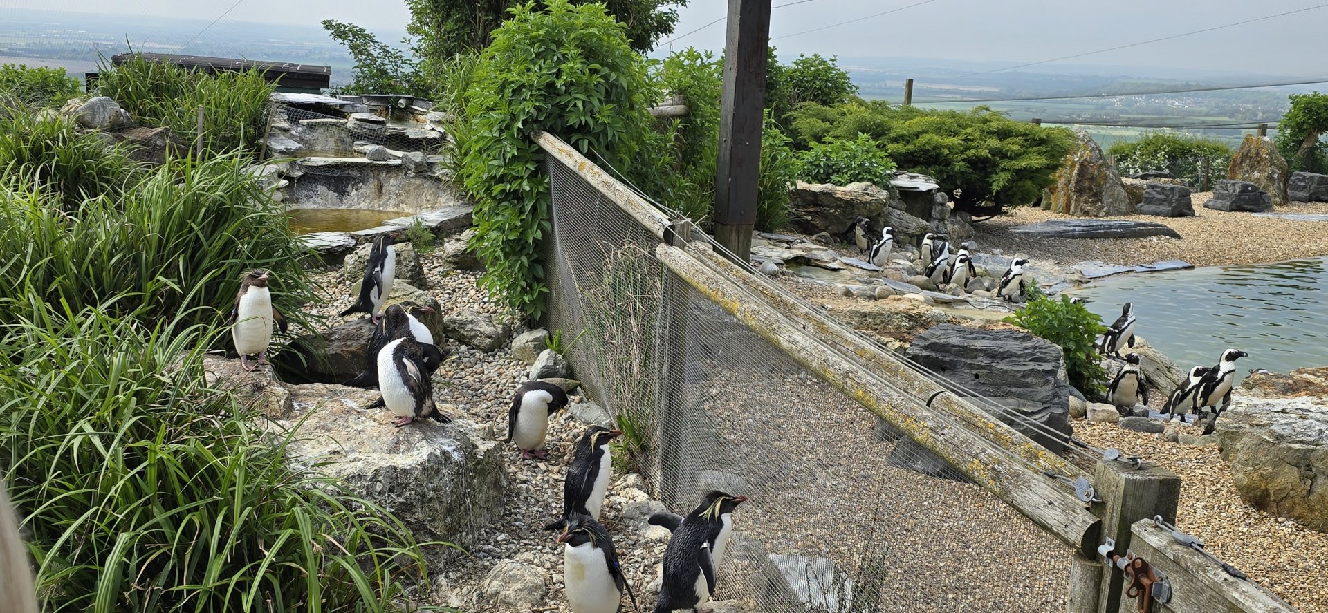 African and rockhopper penguins