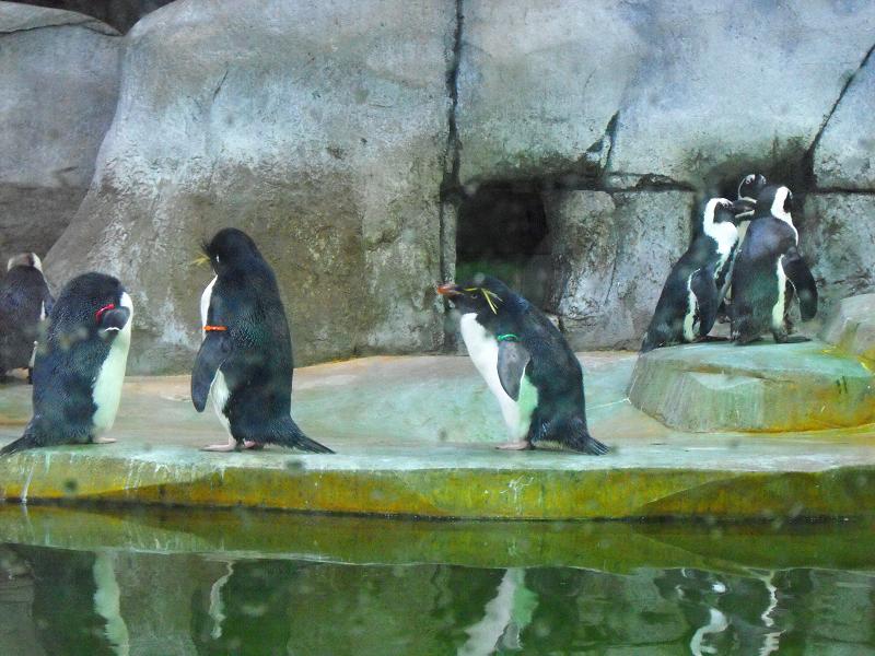 African and Western Rockhopper Penguinis
