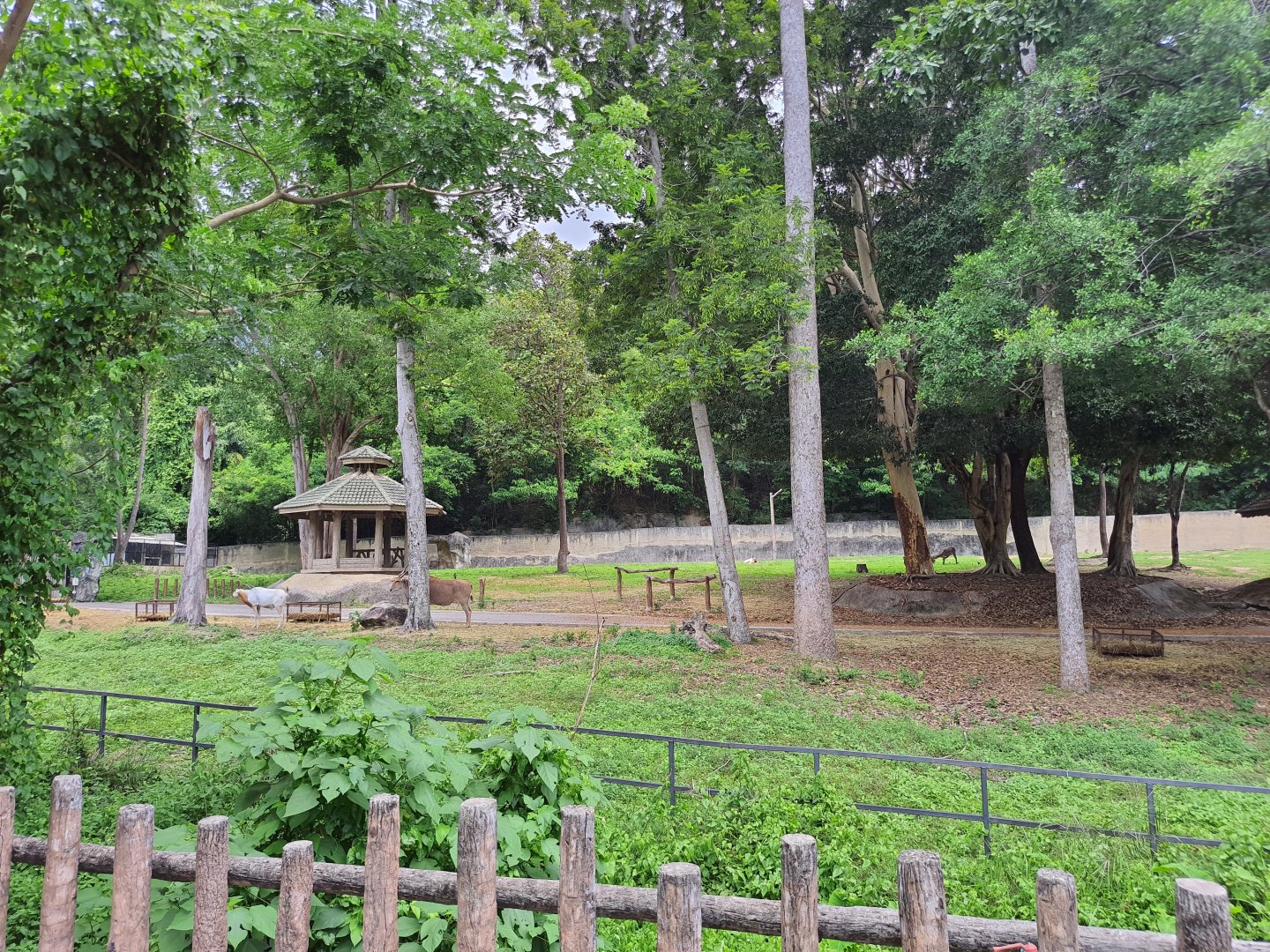 African Animal Enclosure