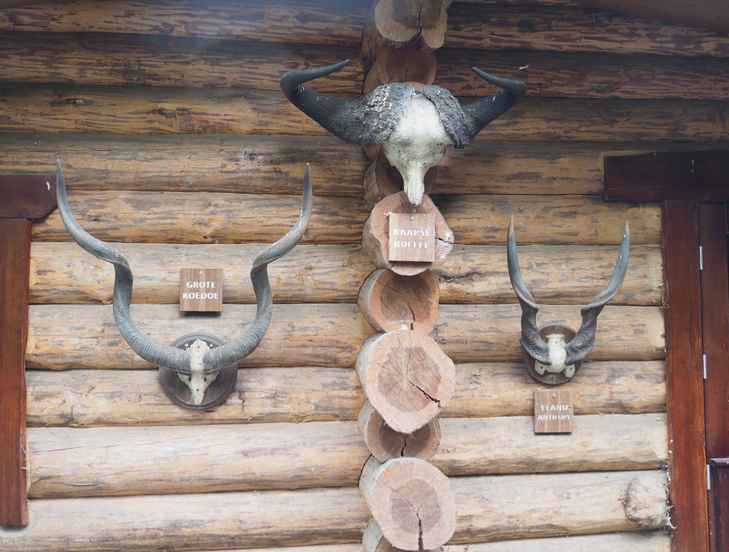 African animal horn specimens, 2022-05-17