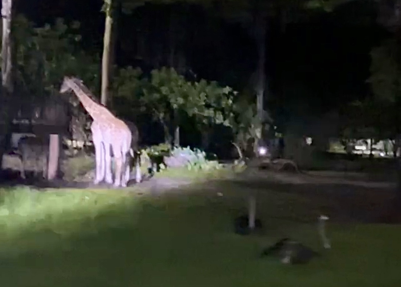 African Animals , Taiping Zoo and Night Safari, Perak, Malaysia