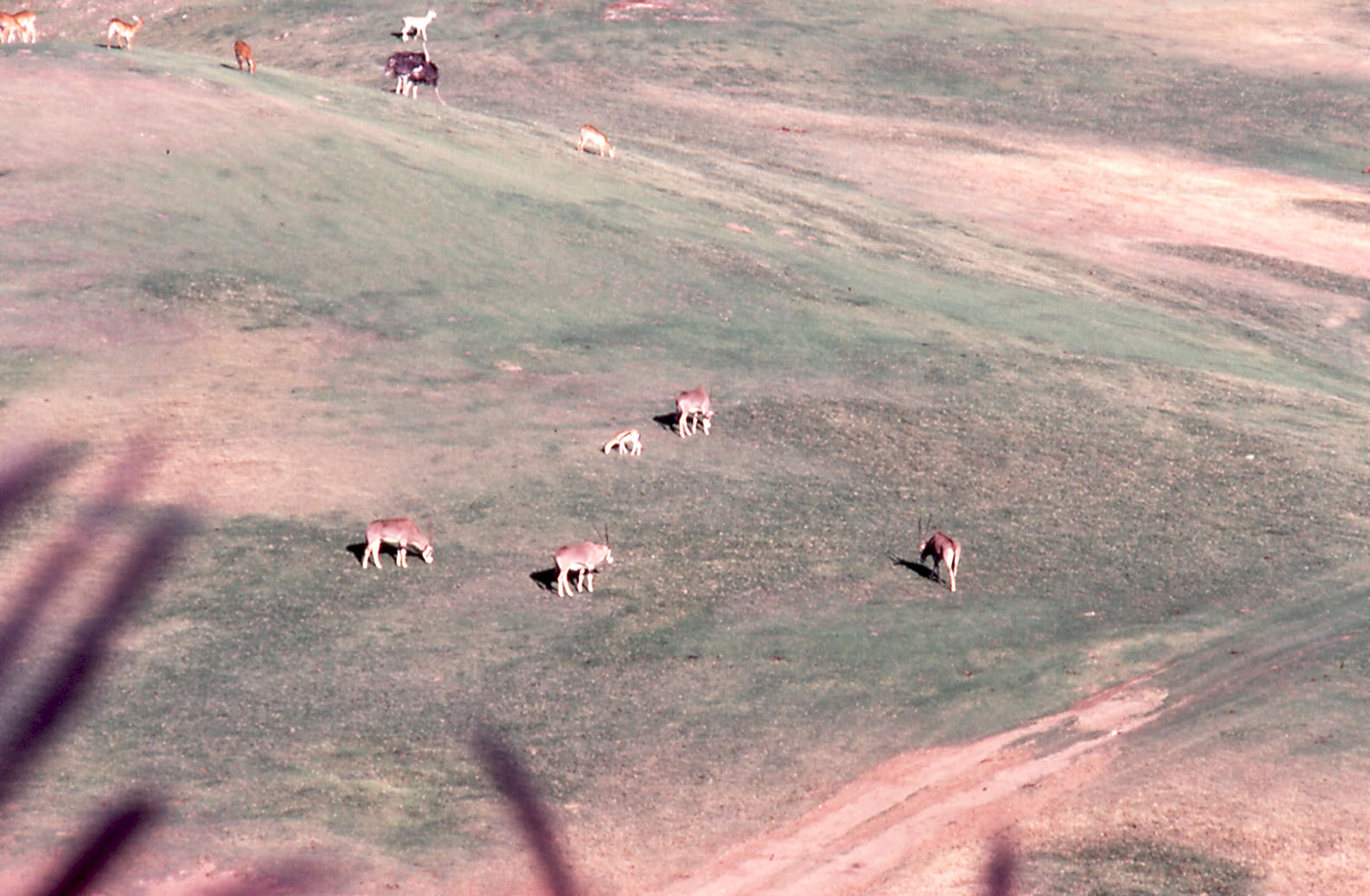 African Antelope - 1990