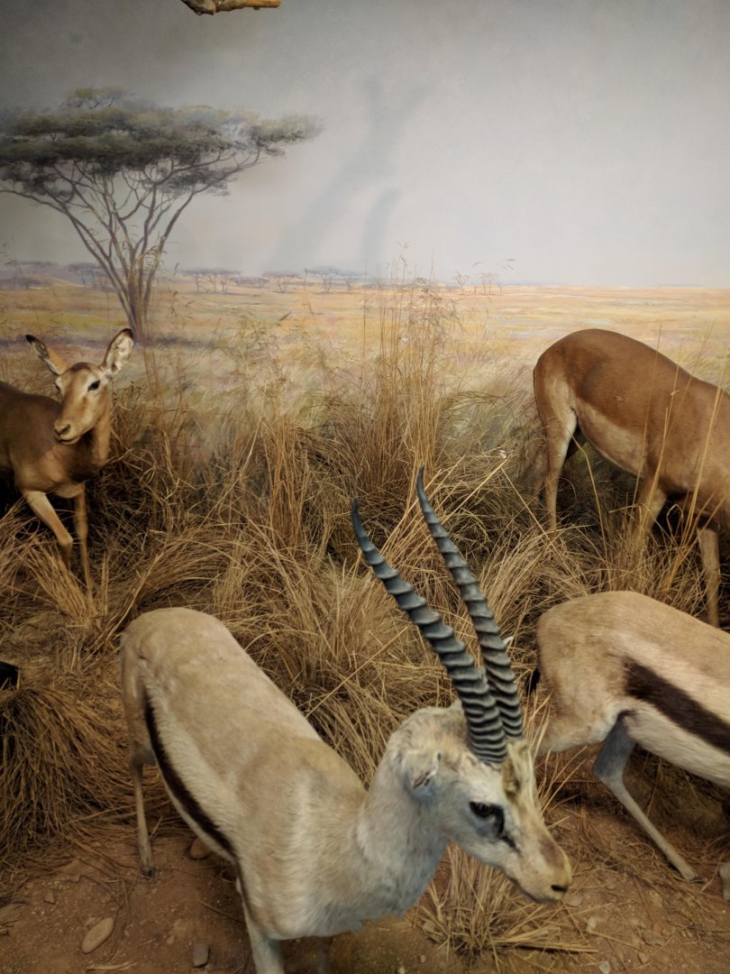 African antelopes Diorama Stuttgart Natural History Museum 2019