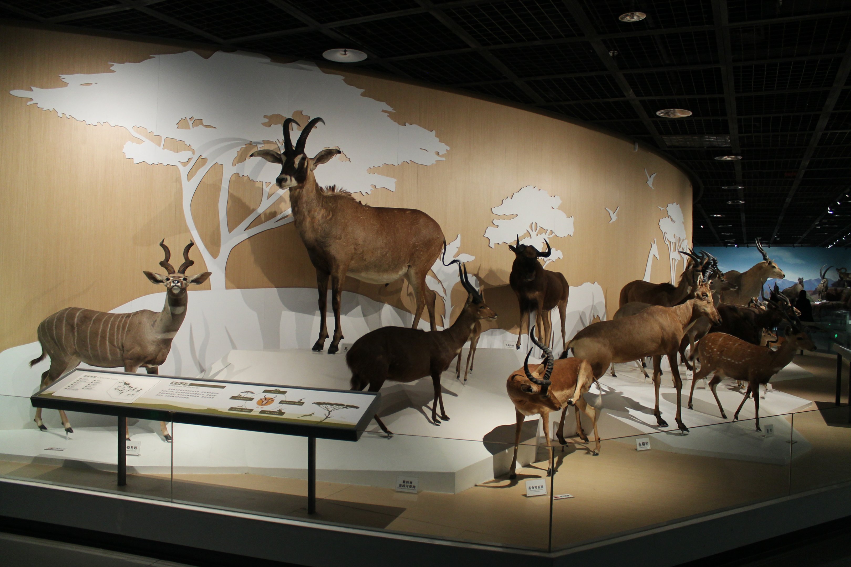 African antelopes - Shaanxi Nature Museum