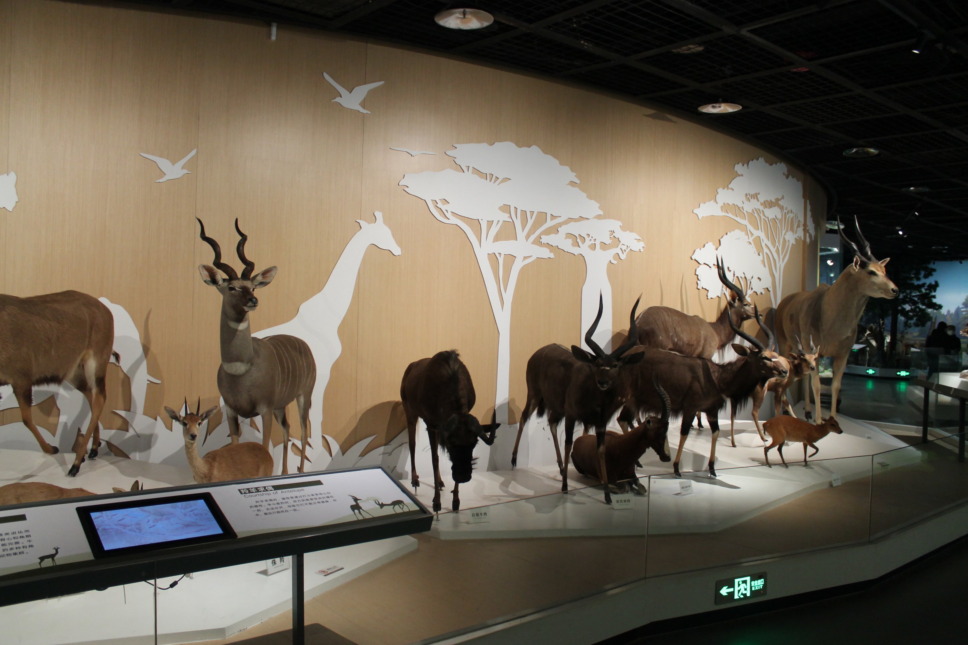 African antelopes - Shaanxi Nature Museum