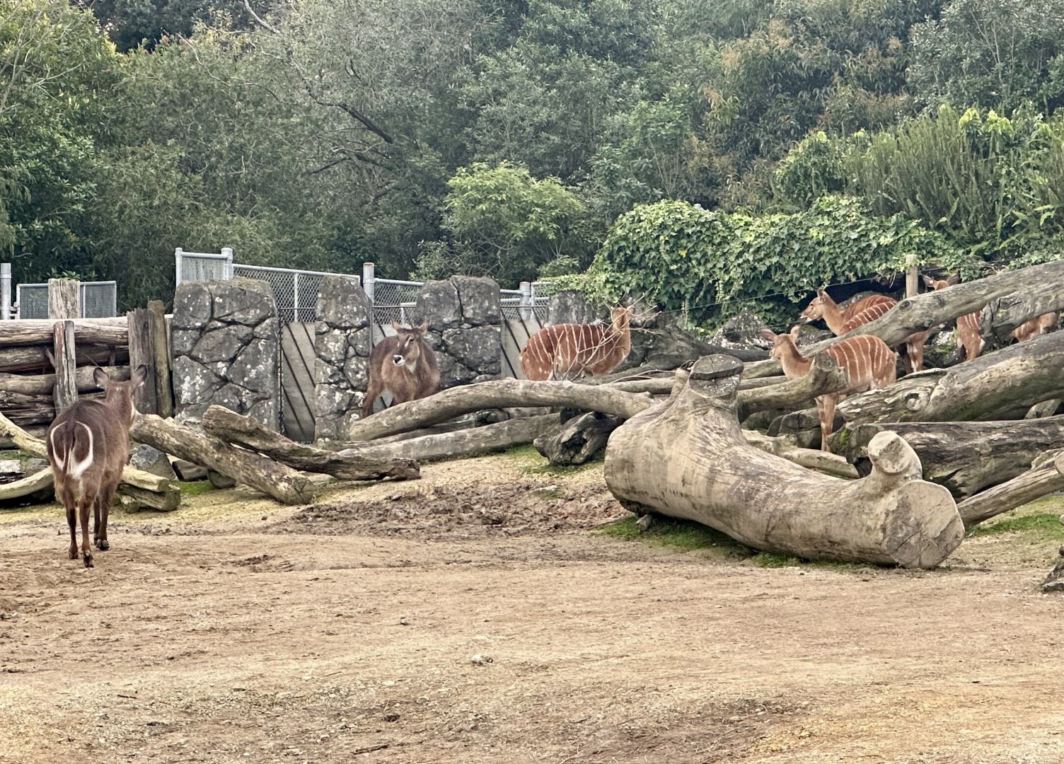 African Antelopes (Waterbuck/Lowland Nyala)