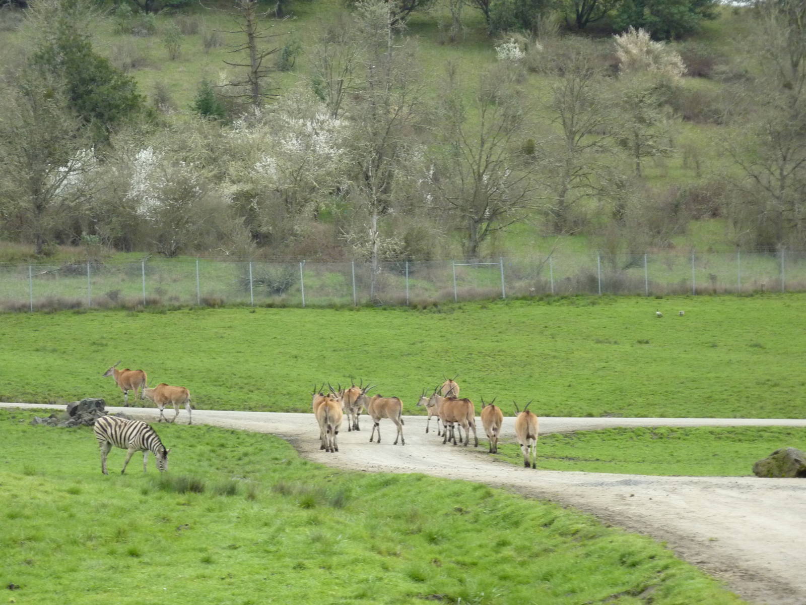 African Area - Eland Herd
