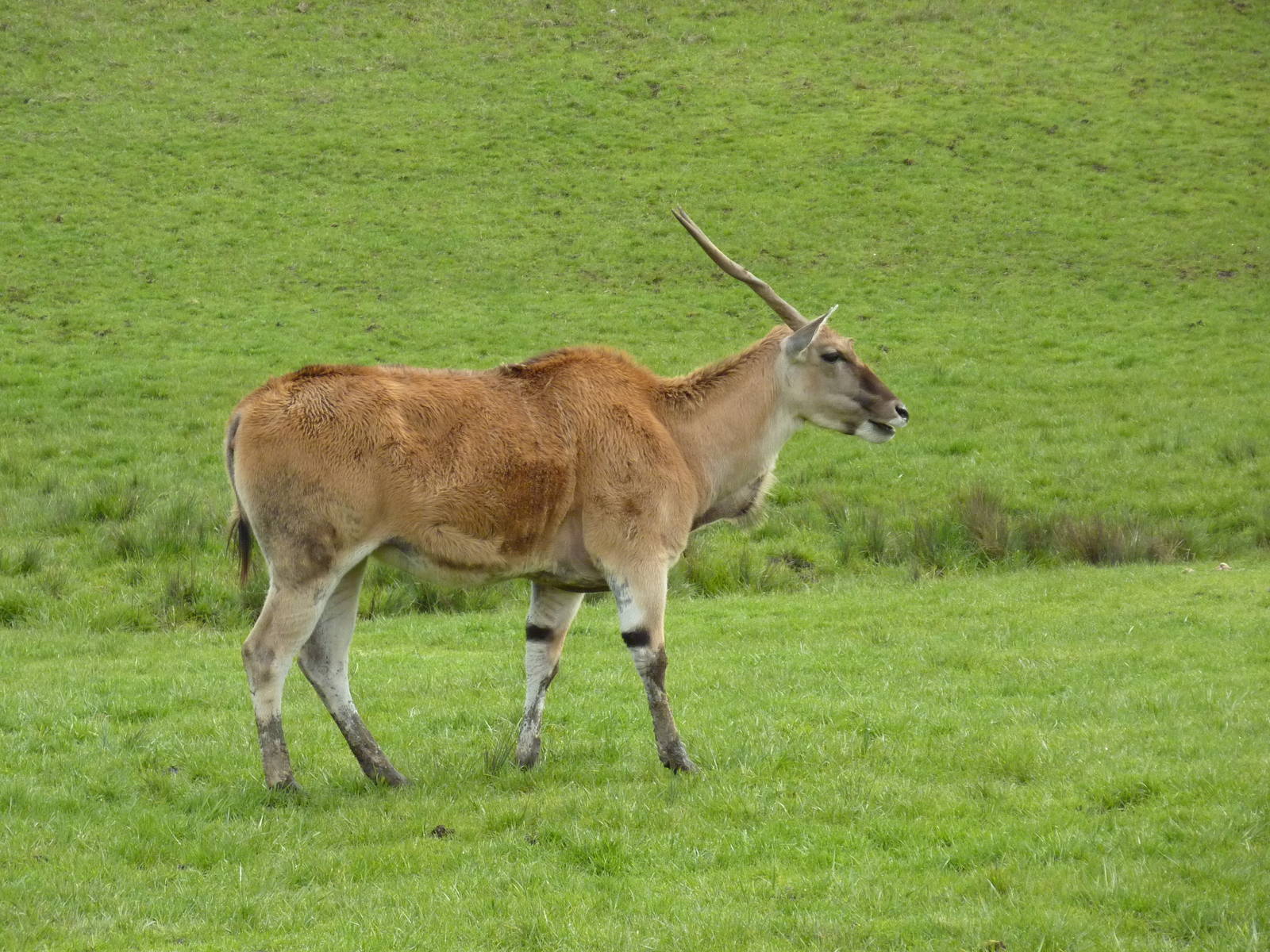 African Area -Eland