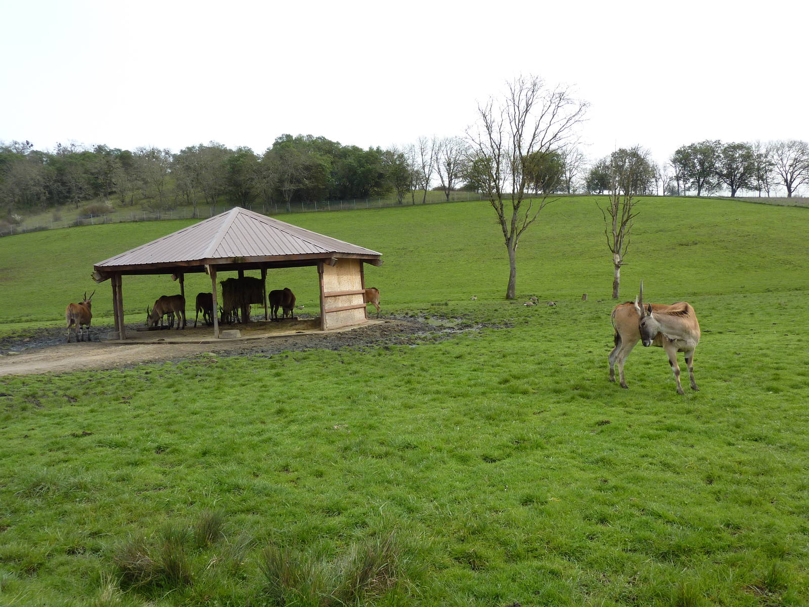 African Area -Eland
