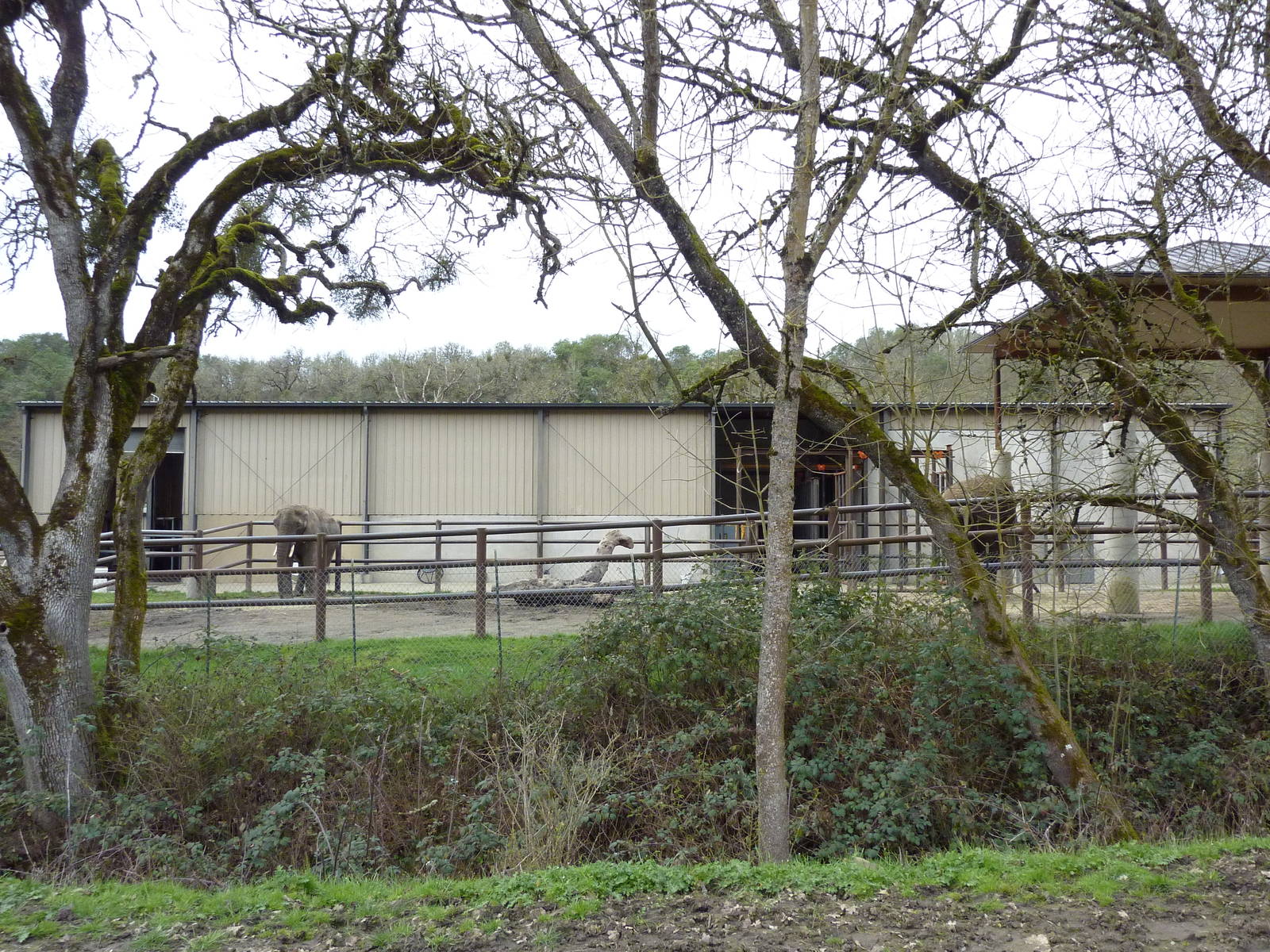 African Area - Elephant Enclosure