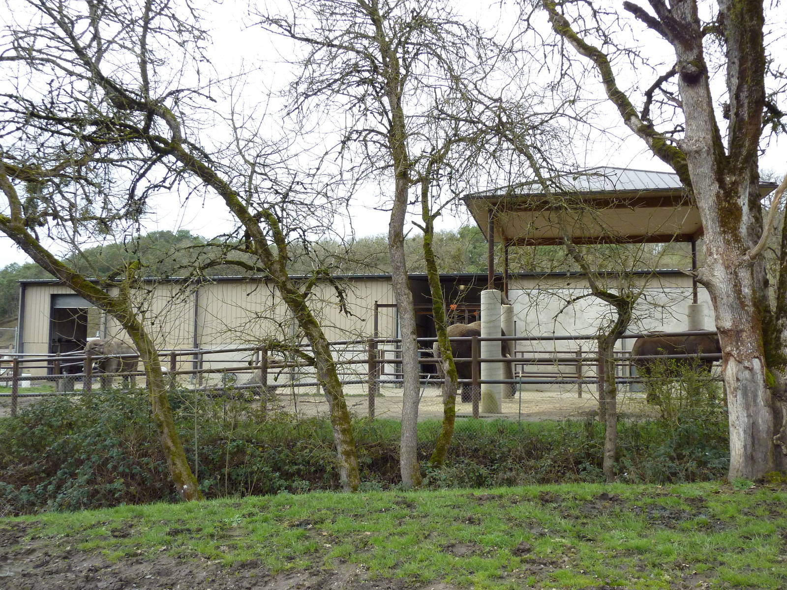 African Area - Elephant Enclosure