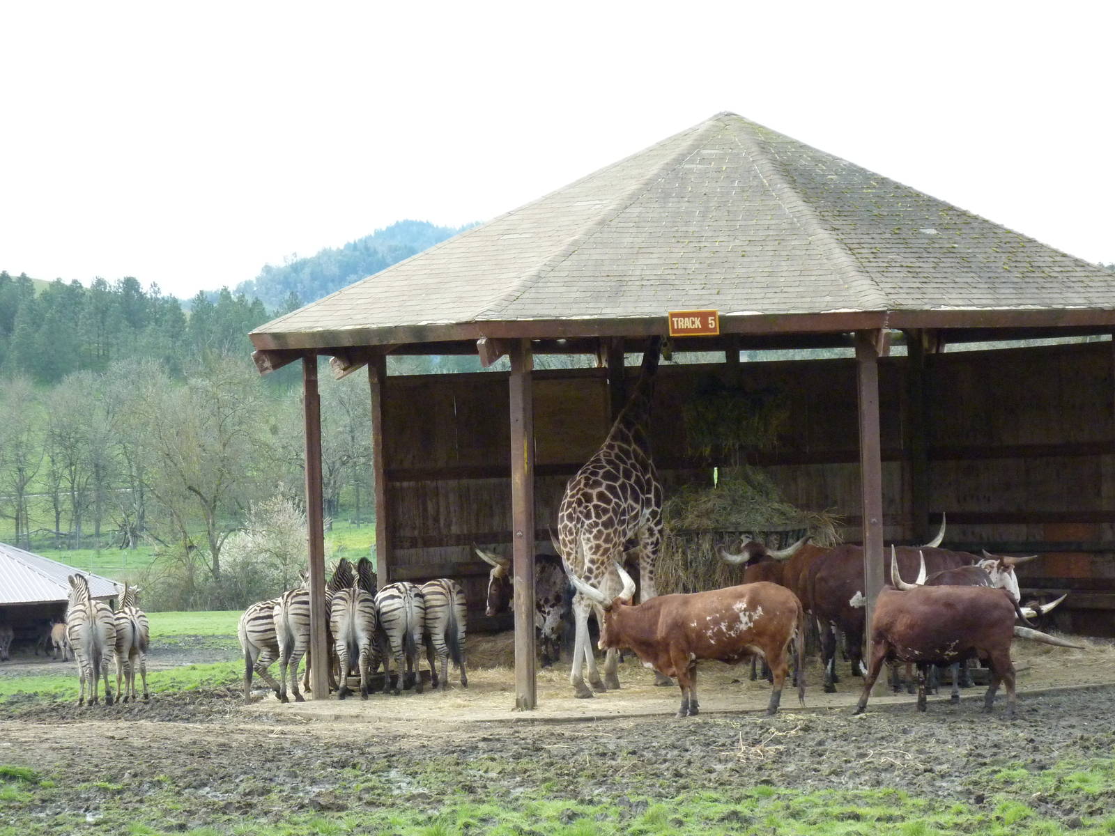 African Area - Feeding Shelter