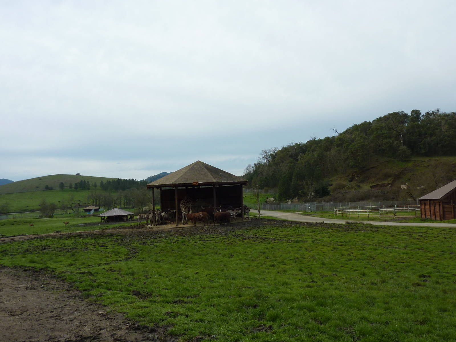 African Area - Feeding Shelter