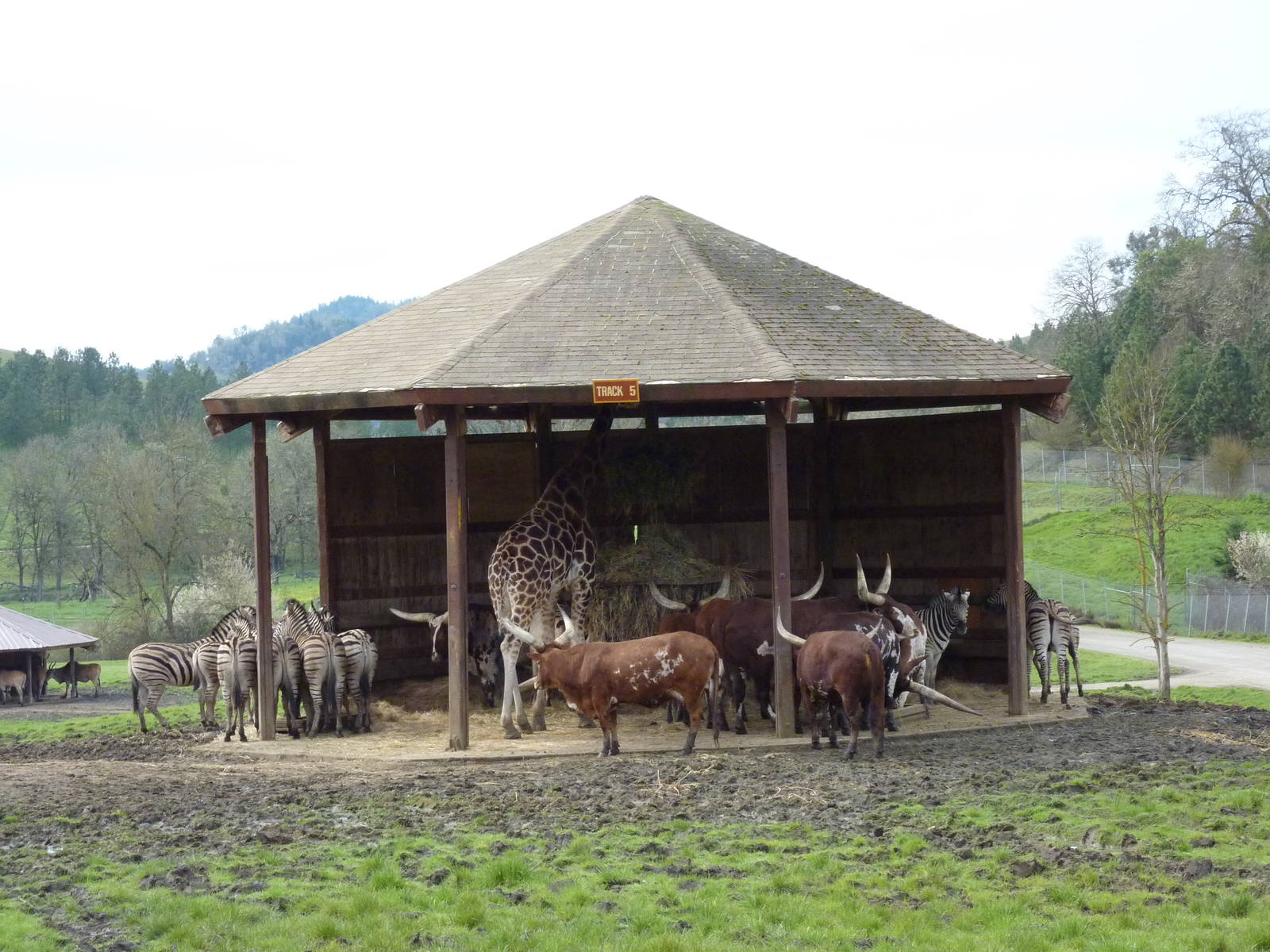 African Area -Feeding Shelter